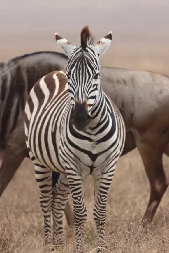 6-Day Private Tanzania Mid-Range Safari: Tarangire, Manyara, Serengeti & Ngorongoro