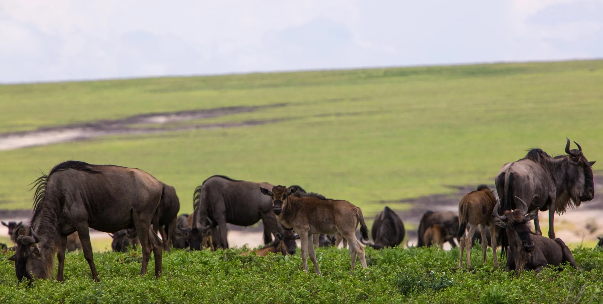 4-Day Private Camping Safari in Serengeti & Ngorongoro