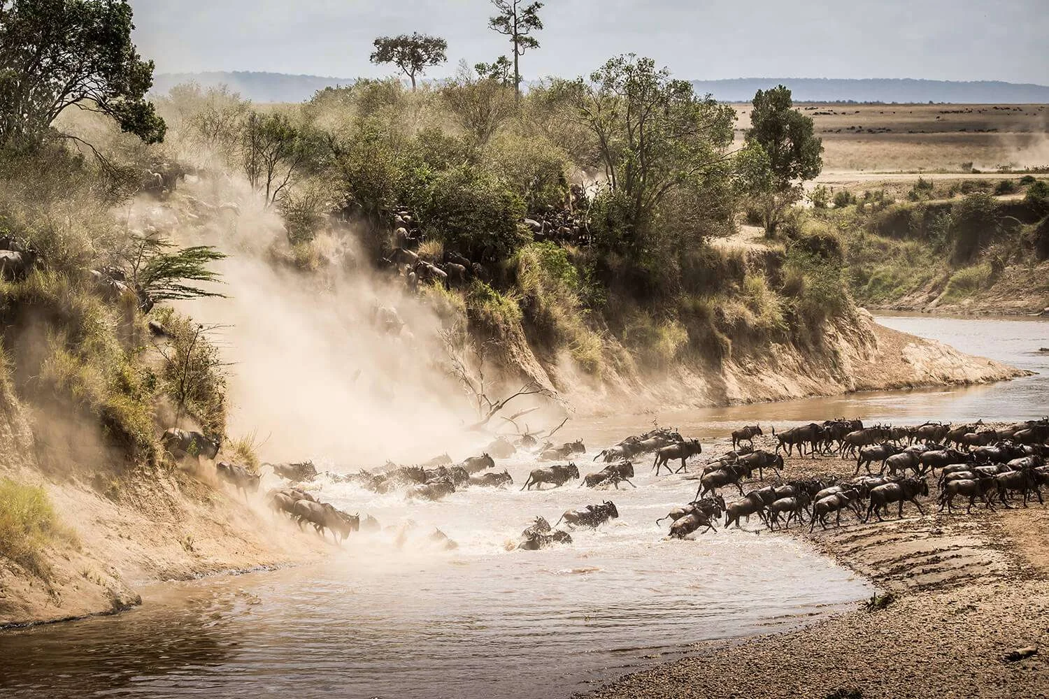 Large herd of wildebeests crossing the Mara River during the Great Migration safari in Serengeti.