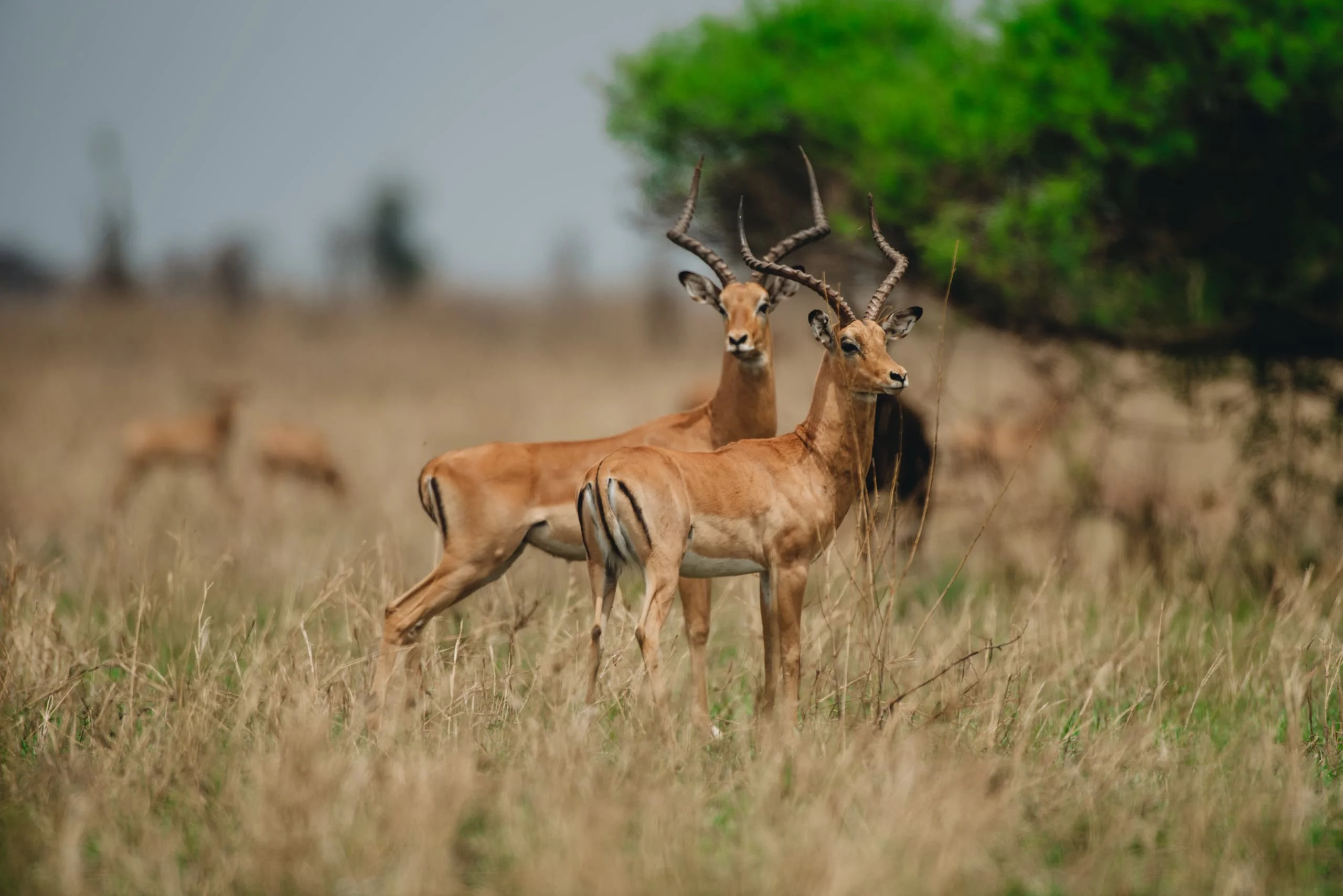 3-Day Private Serengeti Fly-In & Fly-Out Safari from Zanzibar