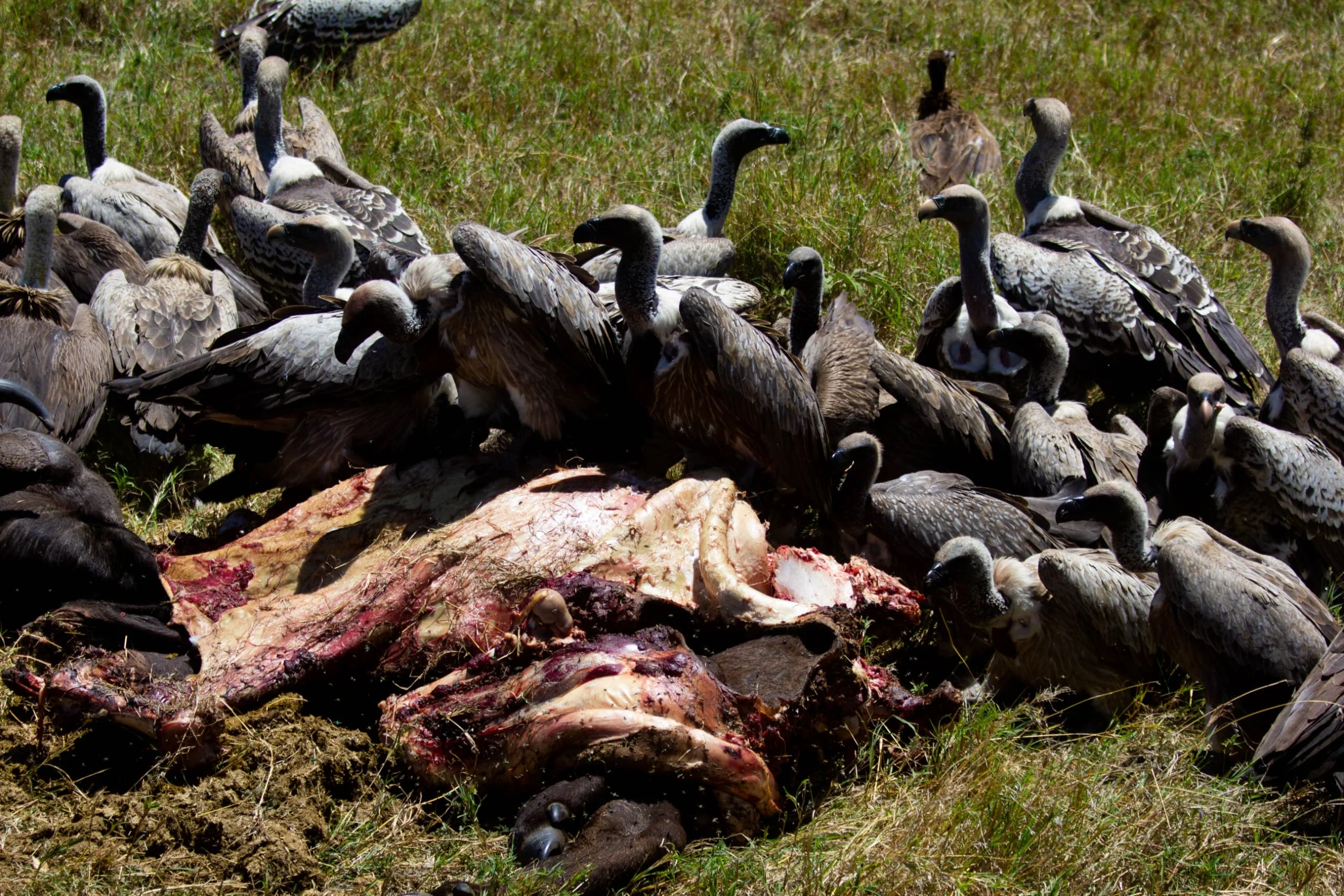 6-Day Private Tanzania Mid-Range Safari: Tarangire, Manyara, Serengeti & Ngorongoro