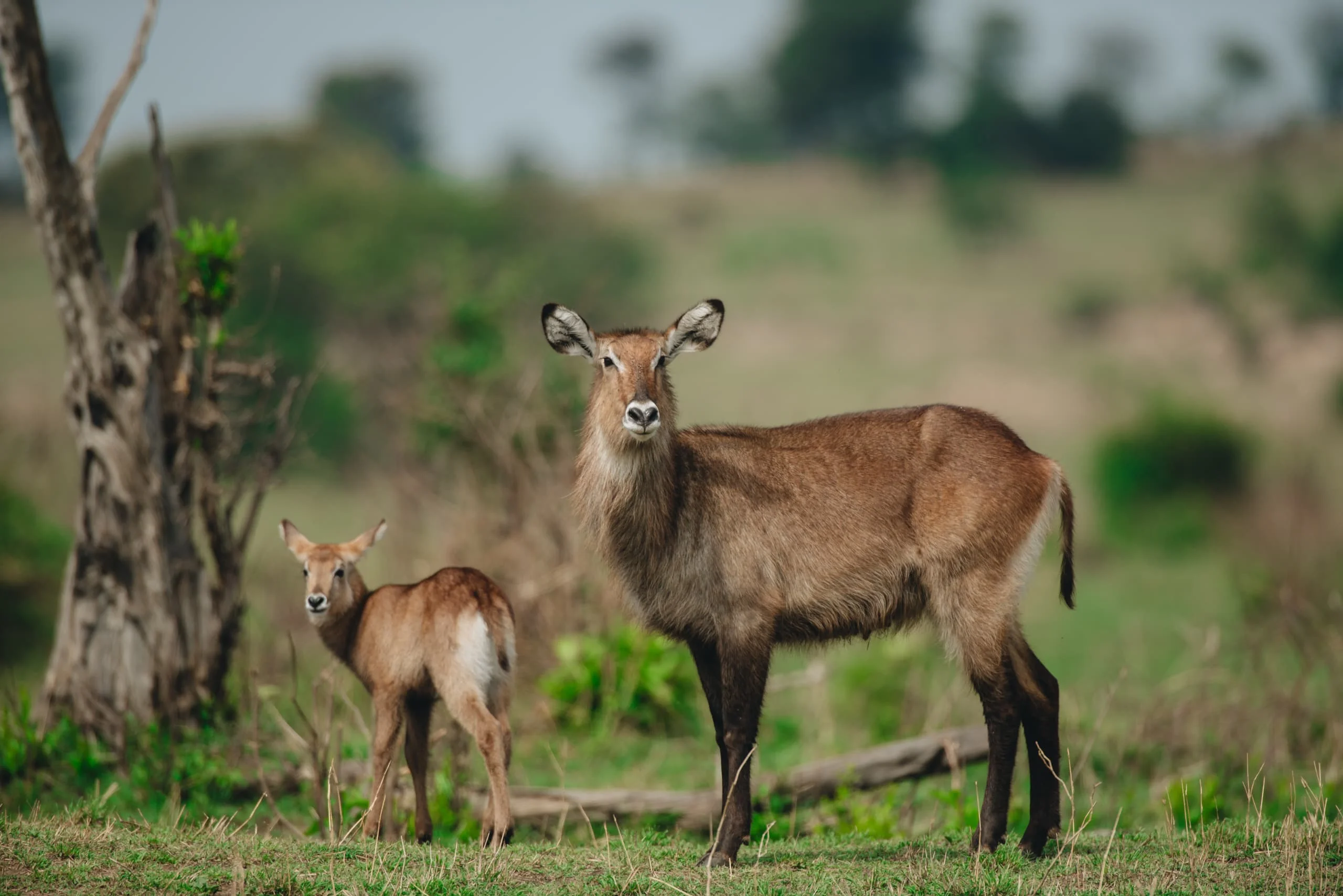 6-Day Private Tanzania Camping Safari: Tarangire, Serengeti & Ngorongoro