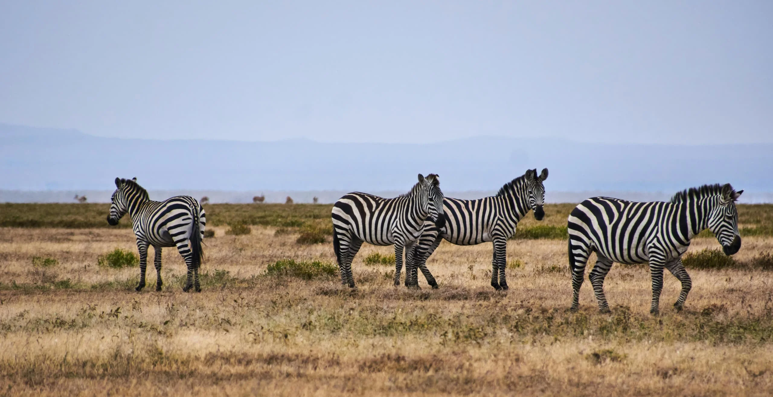 6-Day Private Tanzania Mid-Range Safari: Tarangire, Manyara, Serengeti & Ngorongoro