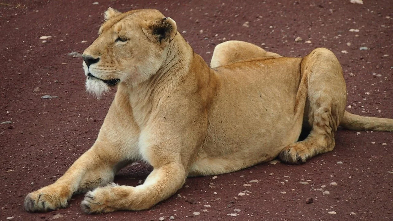4-Day Private Camping Safari in Serengeti & Ngorongoro