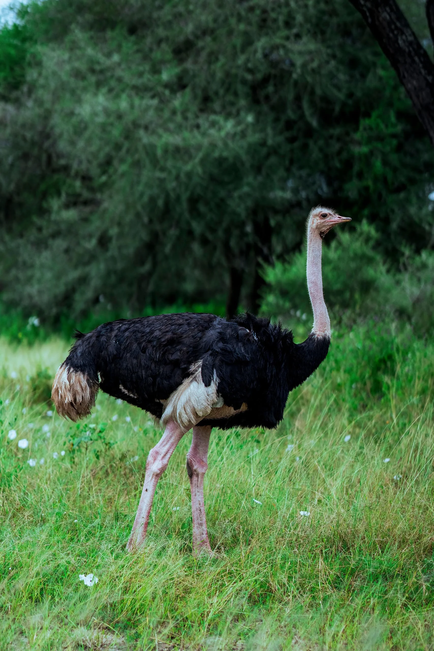 5-Day Private Tanzania Camping Safari: Tarangire, Serengeti & Ngorongoro