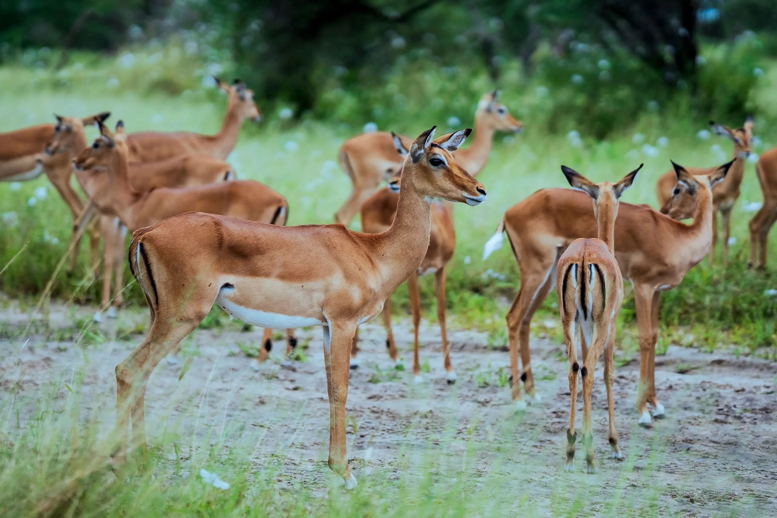 7-Day Private Tanzania Camping Safari: Tarangire, Serengeti & Ngorongoro