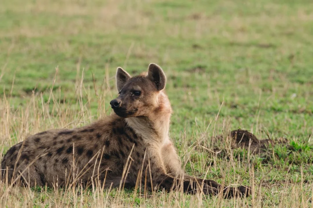 4-Day Private Camping Safari in Serengeti & Ngorongoro