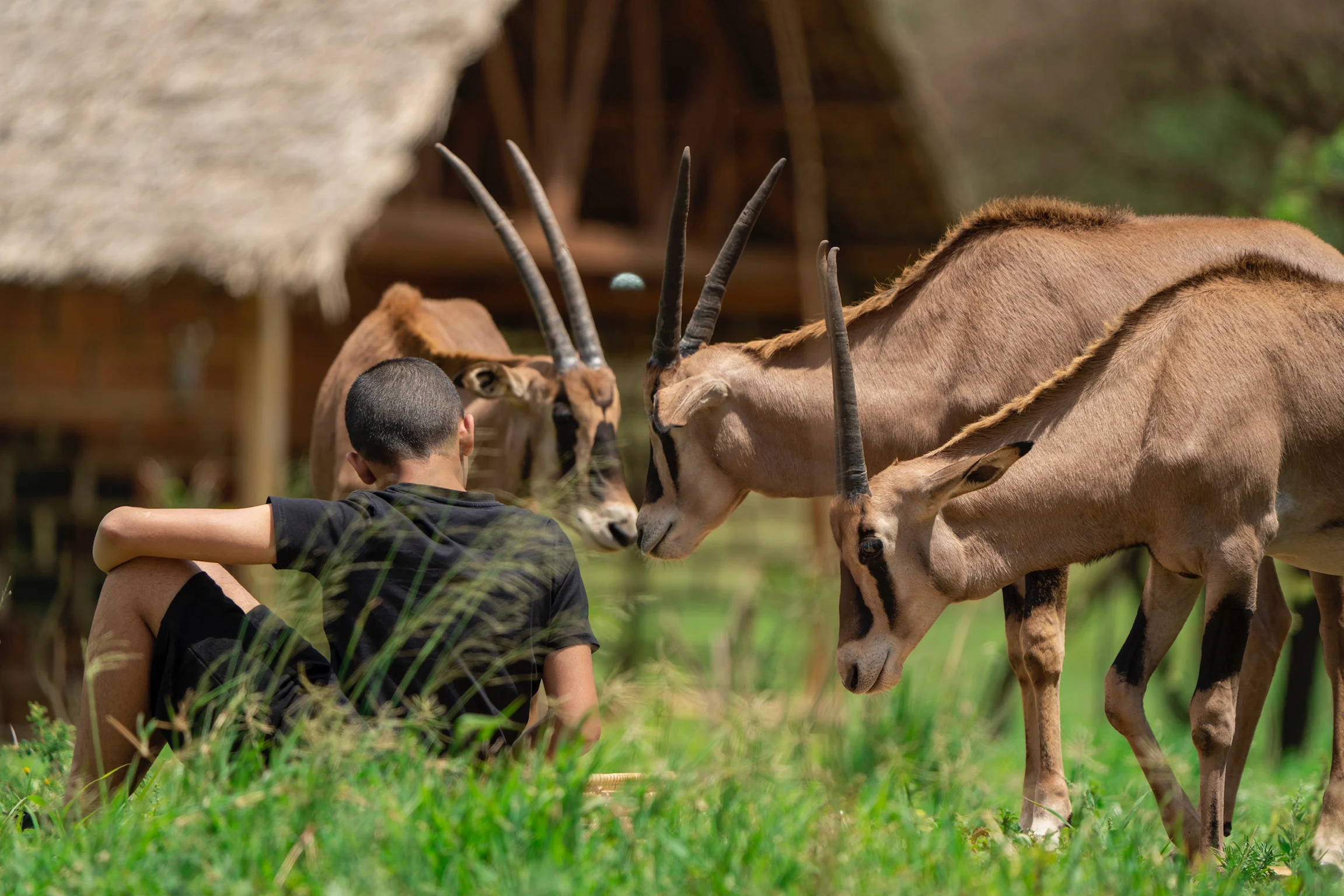 Serval Wildlife & Maasai Cultural Experience – photo 5