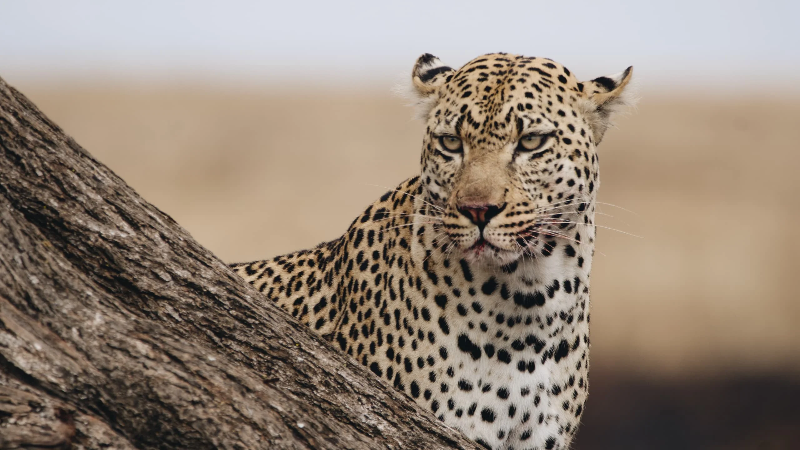3-Day Private Serengeti Fly-In & Fly-Out Safari from Zanzibar