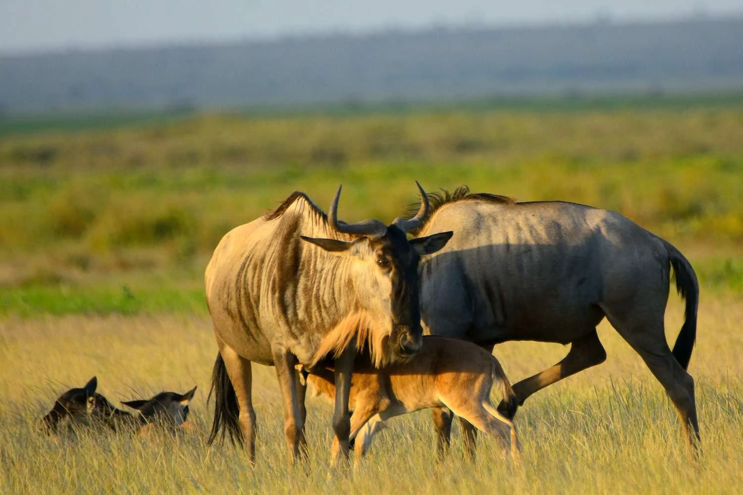 7-Day Luxury Ndutu & Southern Serengeti Safari