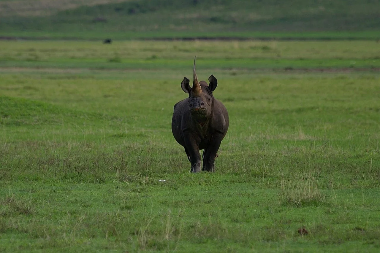 4-Day Private Camping Safari in Serengeti & Ngorongoro