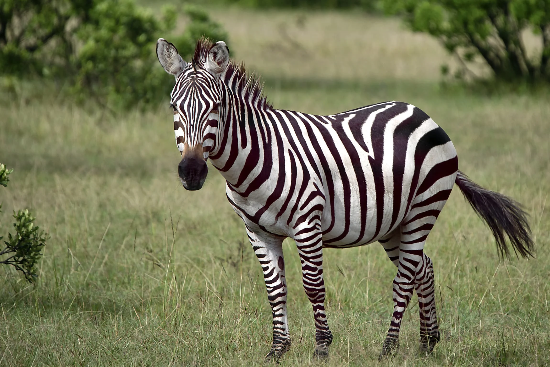 5-Day Private Tanzania Camping Safari: Tarangire, Serengeti & Ngorongoro