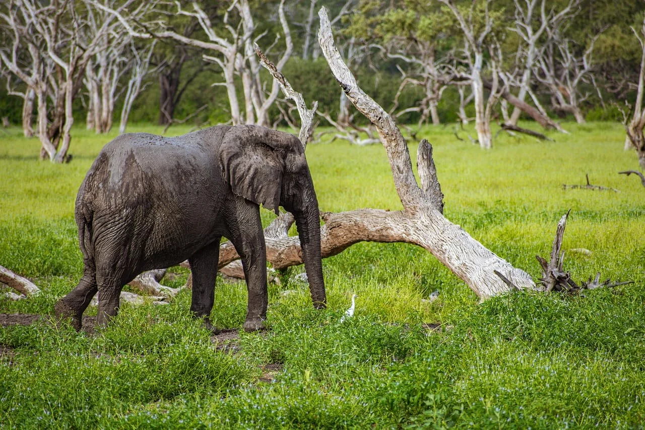 3-Day Private Serengeti Fly-In & Fly-Out Safari from Zanzibar