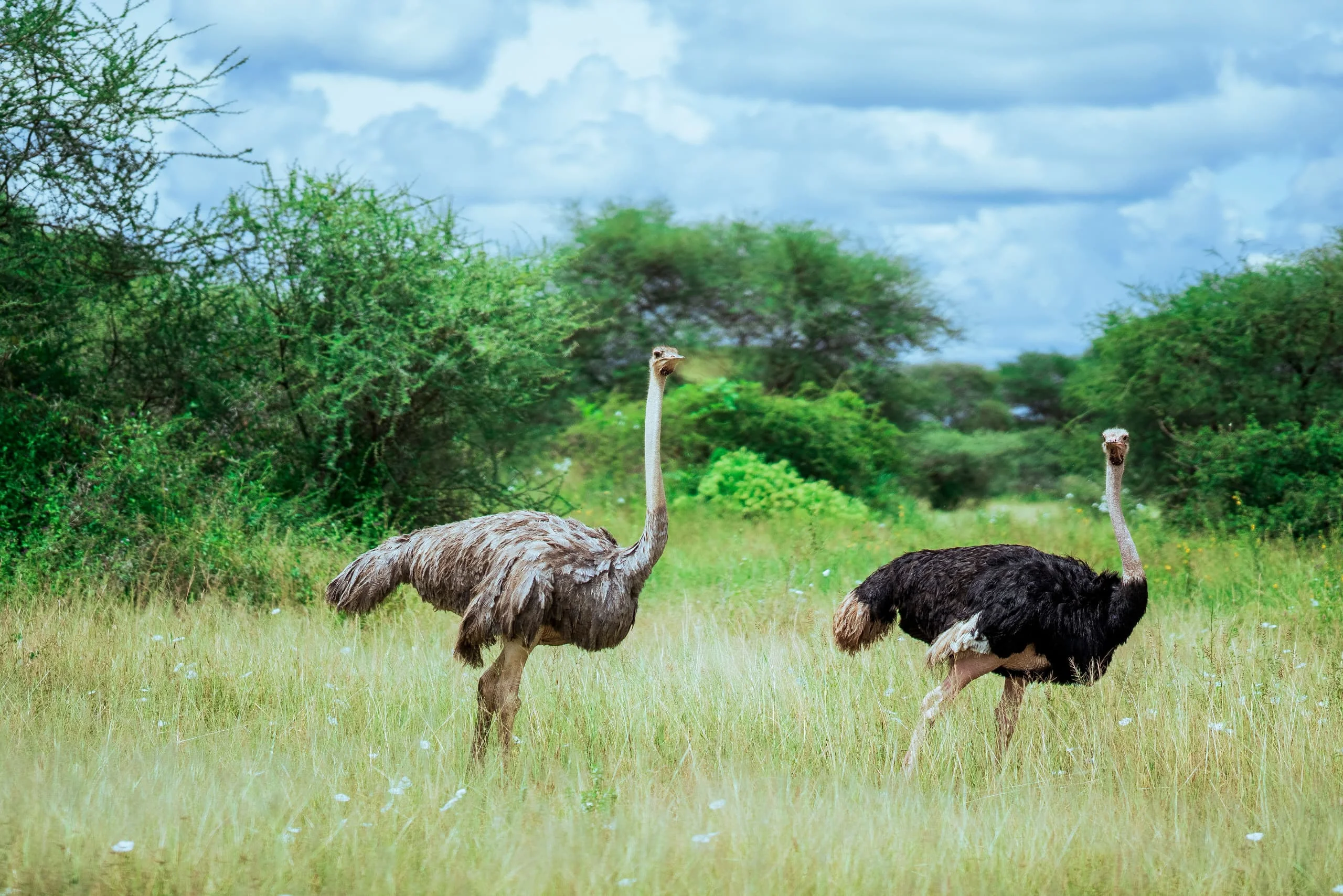 6-Day Private Tanzania Mid-Range Safari: Tarangire, Manyara, Serengeti & Ngorongoro