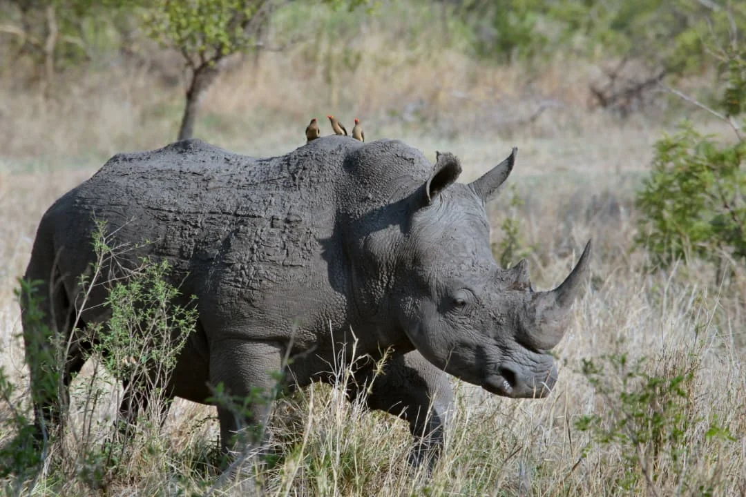 4-Day Private Camping Safari in Serengeti & Ngorongoro