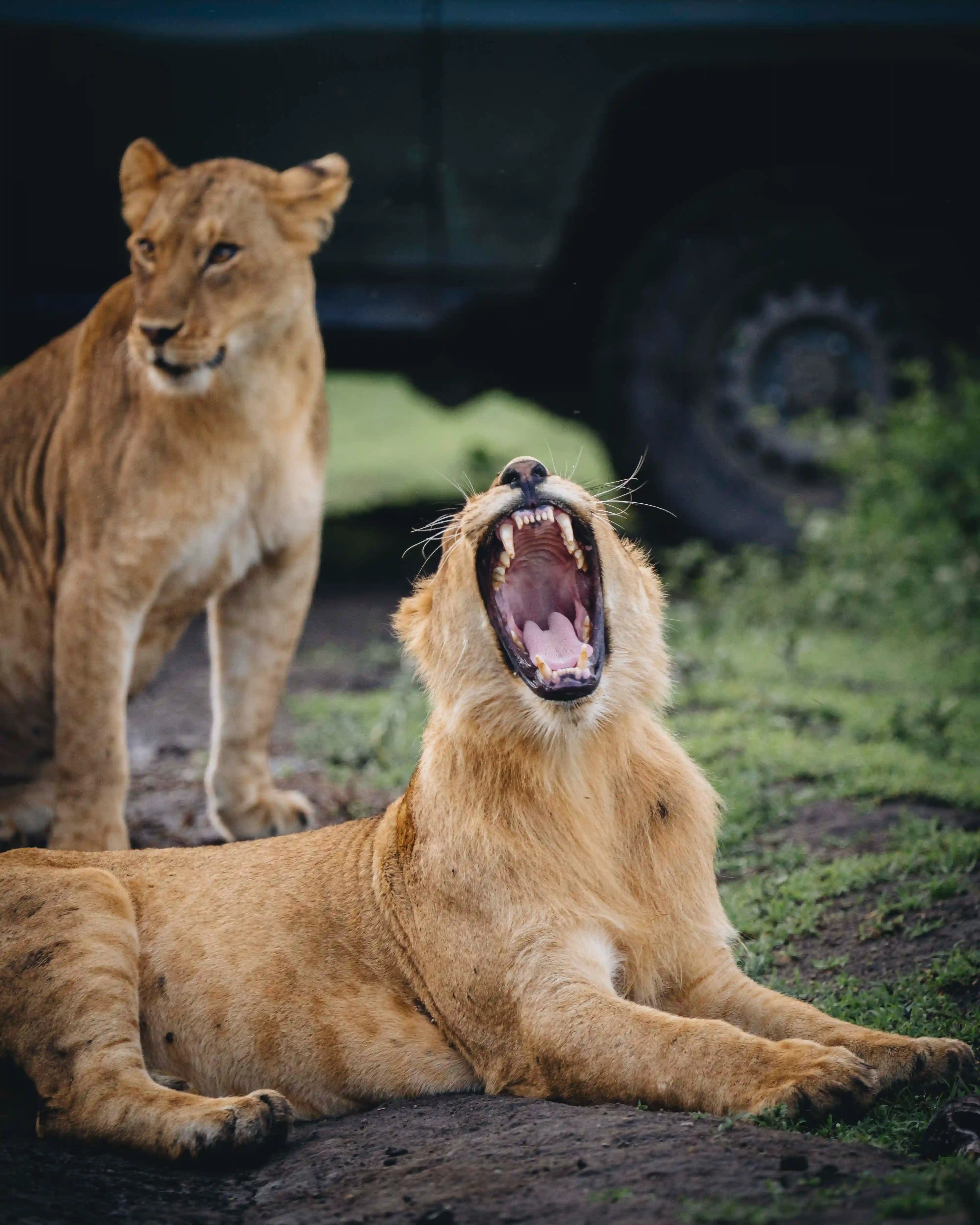 7-Day Luxury Ndutu & Southern Serengeti Safari – photo 5