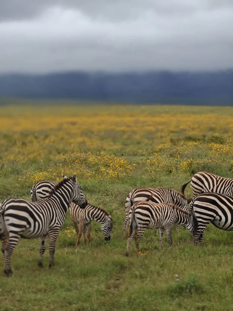 A small herd of zebras grazing on wide, grassy plains under an open blue sky with distant hills.