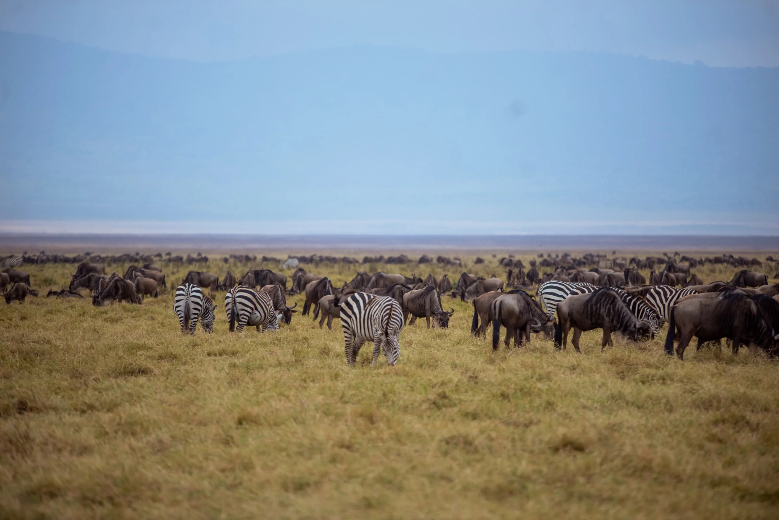 7-Day Private Tanzania Camping Safari: Tarangire, Serengeti & Ngorongoro
