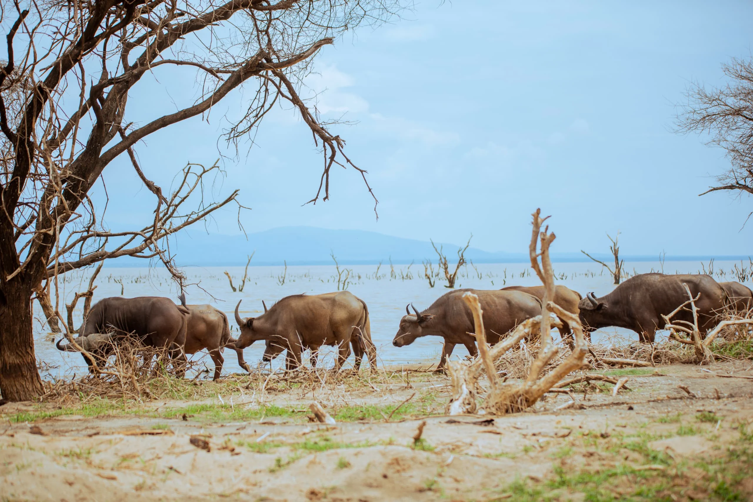 Small herd of buffalo standing together near fallen branches in dry savanna landscape