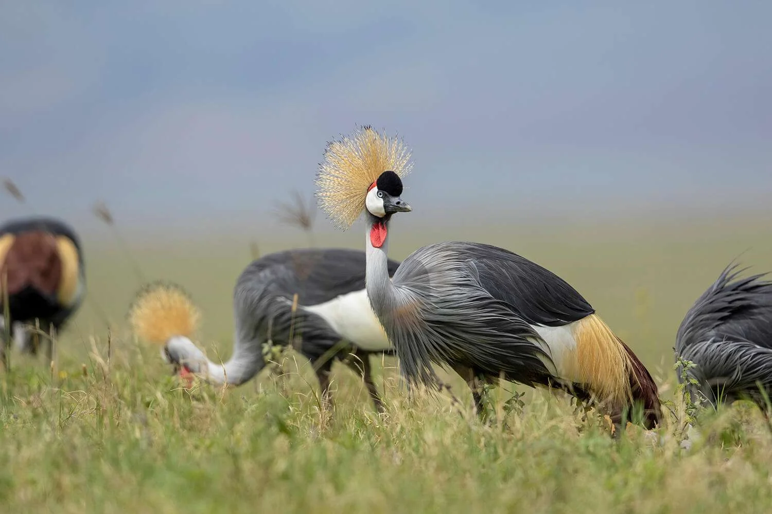 Pair of Grey Crowned Cranes foraging in green grassy fields during a birdwatching safari in Tanzania.
