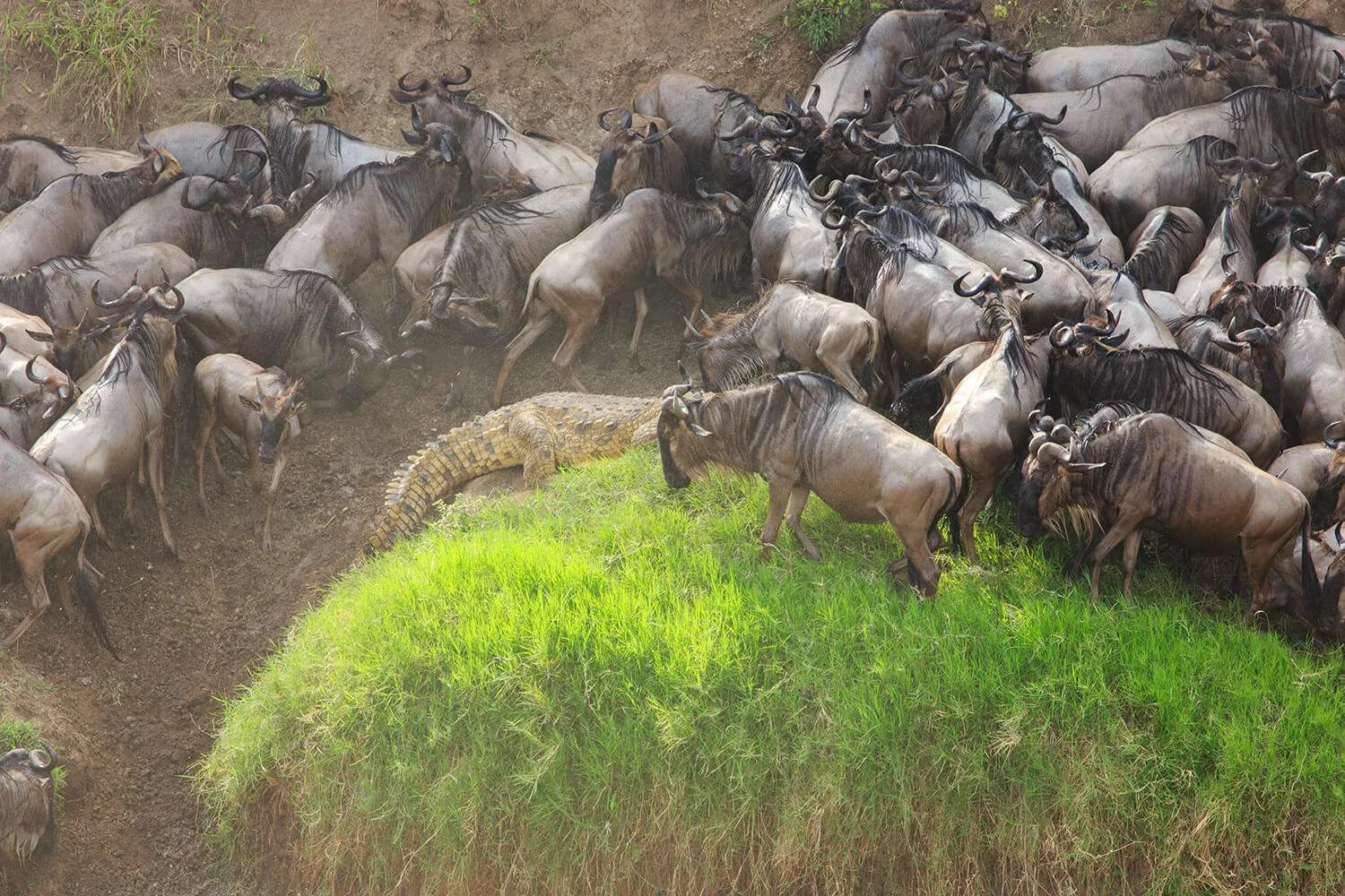 7-Day Tanzania Great Migration Safari with Balloon Flight
