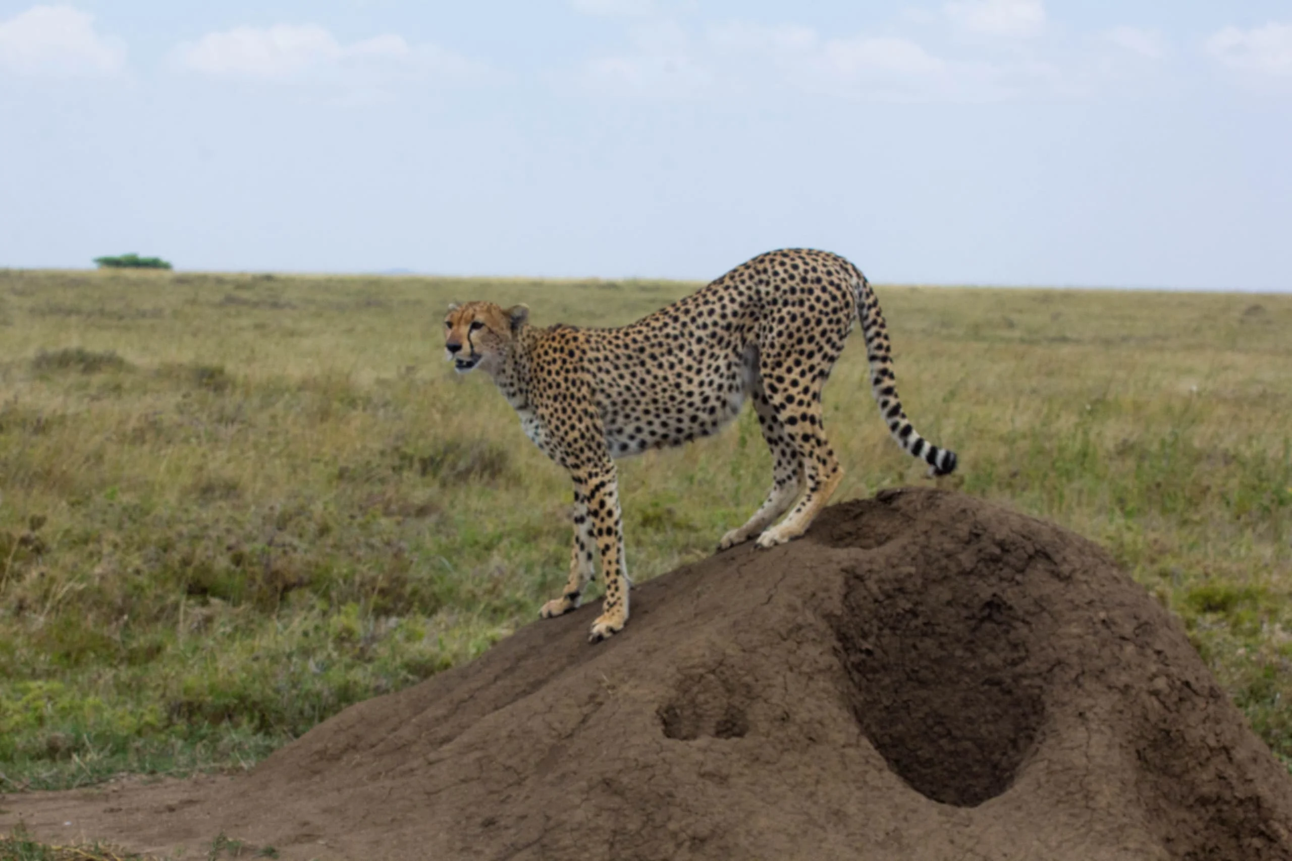 3-Day Private Serengeti Fly-In & Fly-Out Safari from Zanzibar