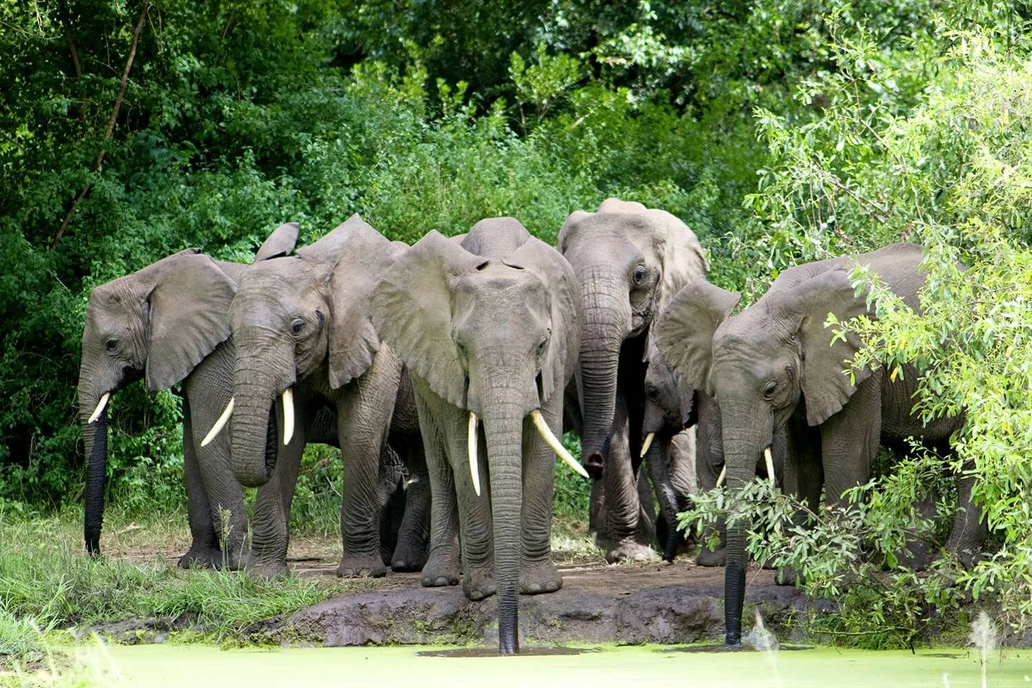 Herd of African elephants with large tusks drinking water at a riverbank surrounded by green trees.