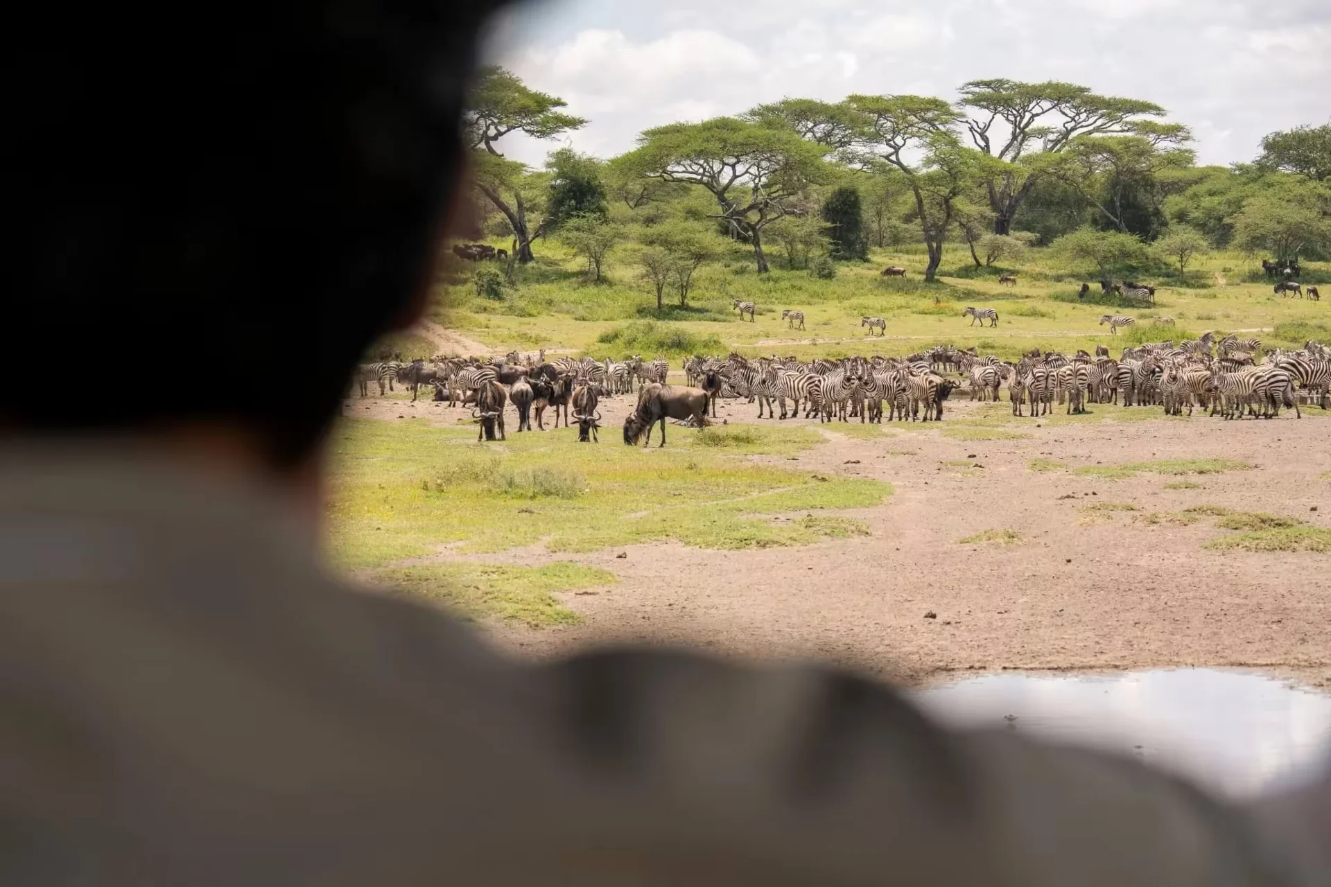 7-Day Luxury Ndutu & Southern Serengeti Safari – photo 10