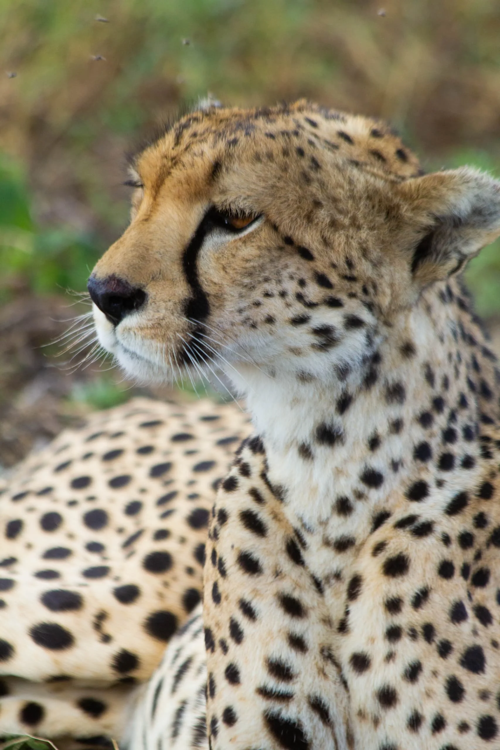3-Day Private Serengeti Fly-In & Fly-Out Safari from Zanzibar