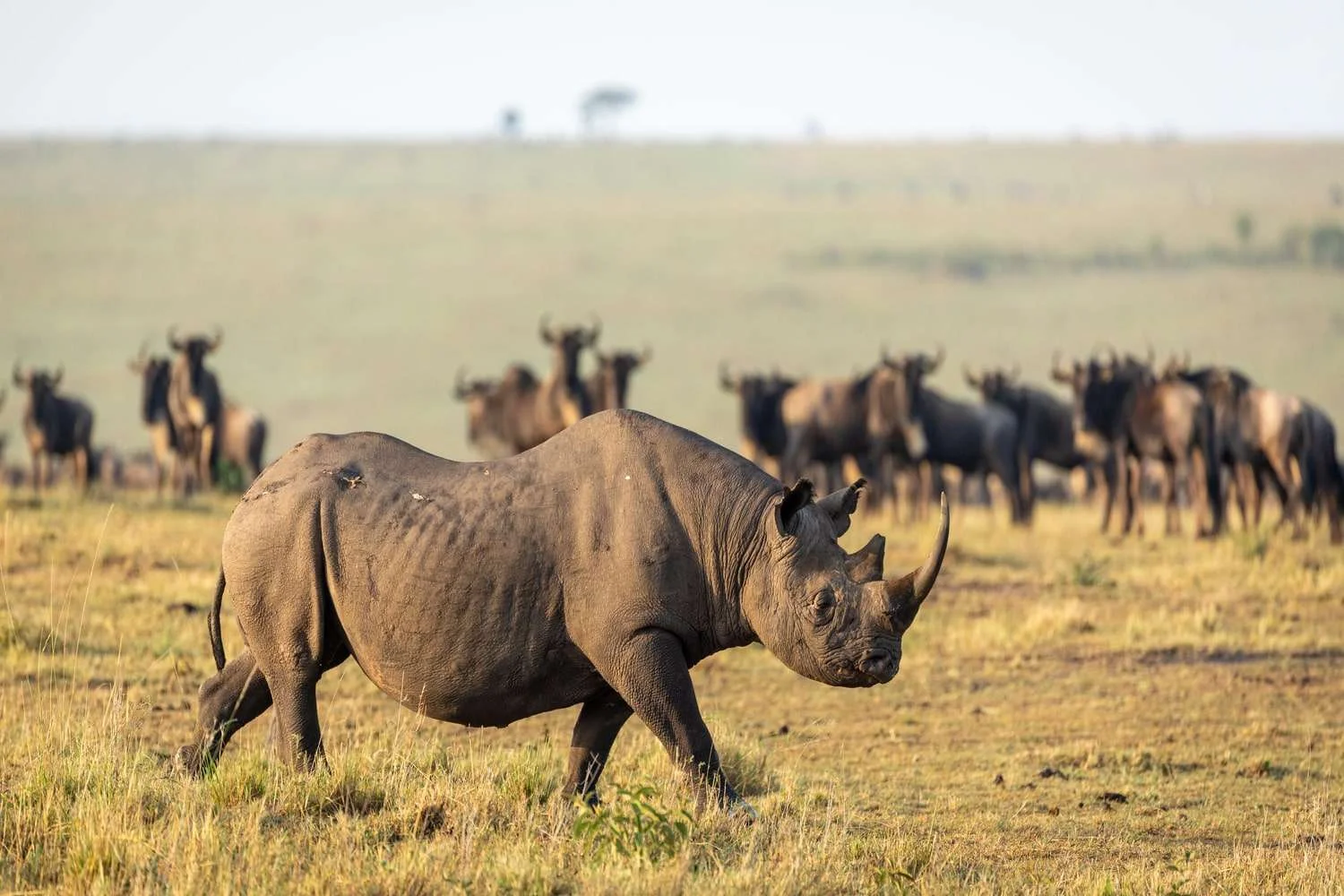 7-Day Luxury Ndutu & Southern Serengeti Safari – photo 3
