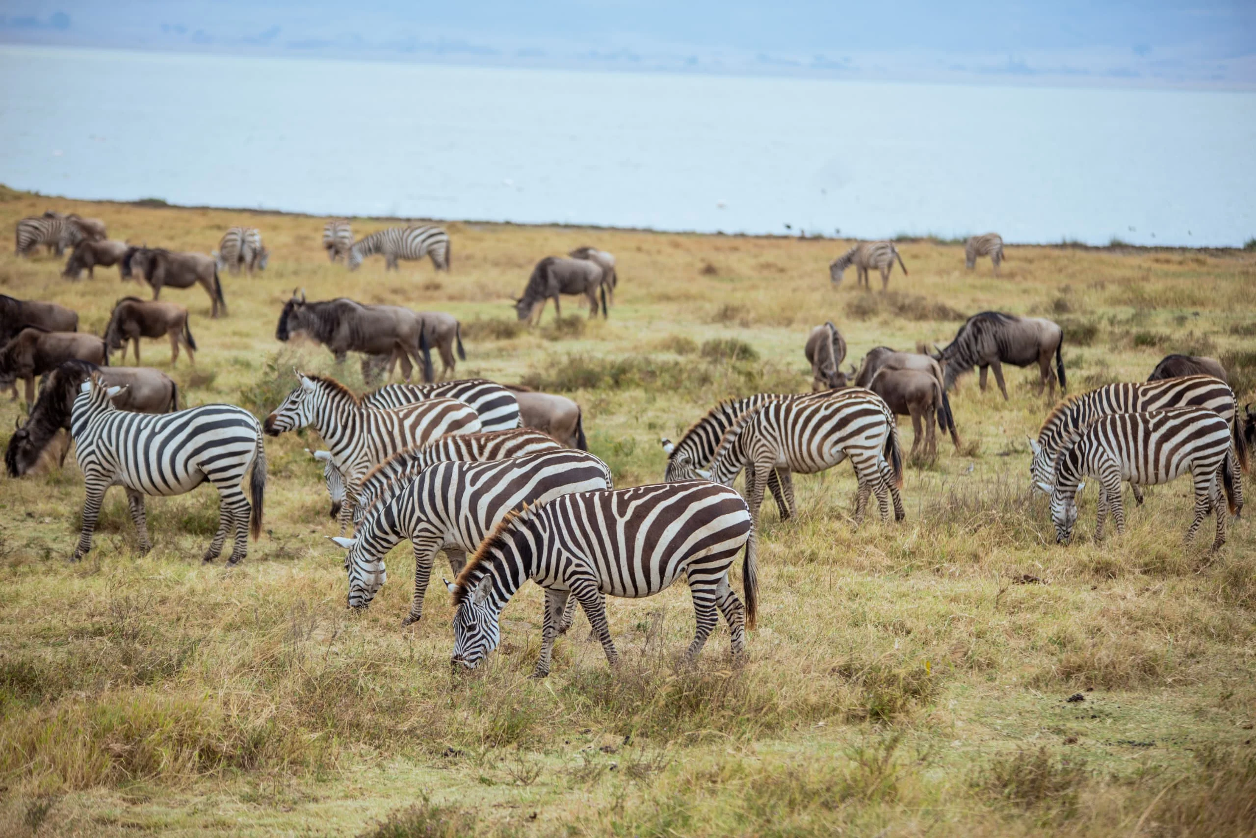 5-Day Private Tanzania Camping Safari: Tarangire, Serengeti & Ngorongoro