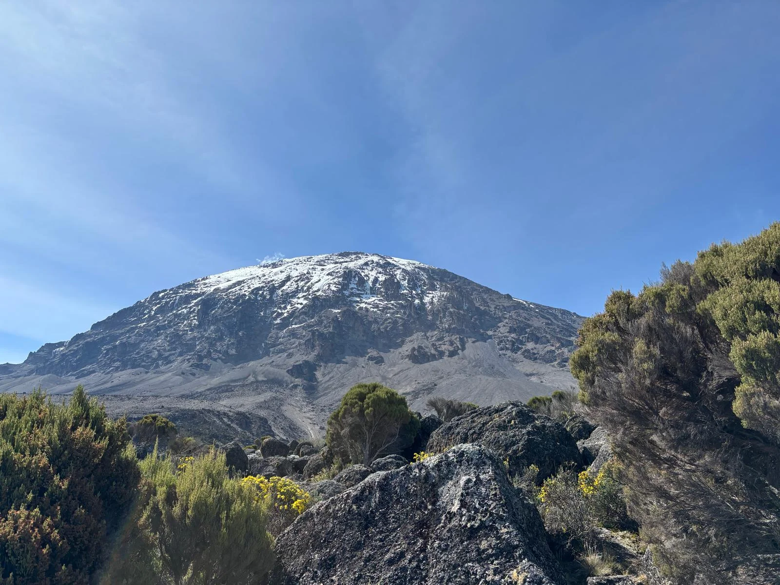 Mount Kilimanjaro rises above rocky alpine vegetation, its snow-dusted summit glowing beneath a clear blue Tanzanian sky now.