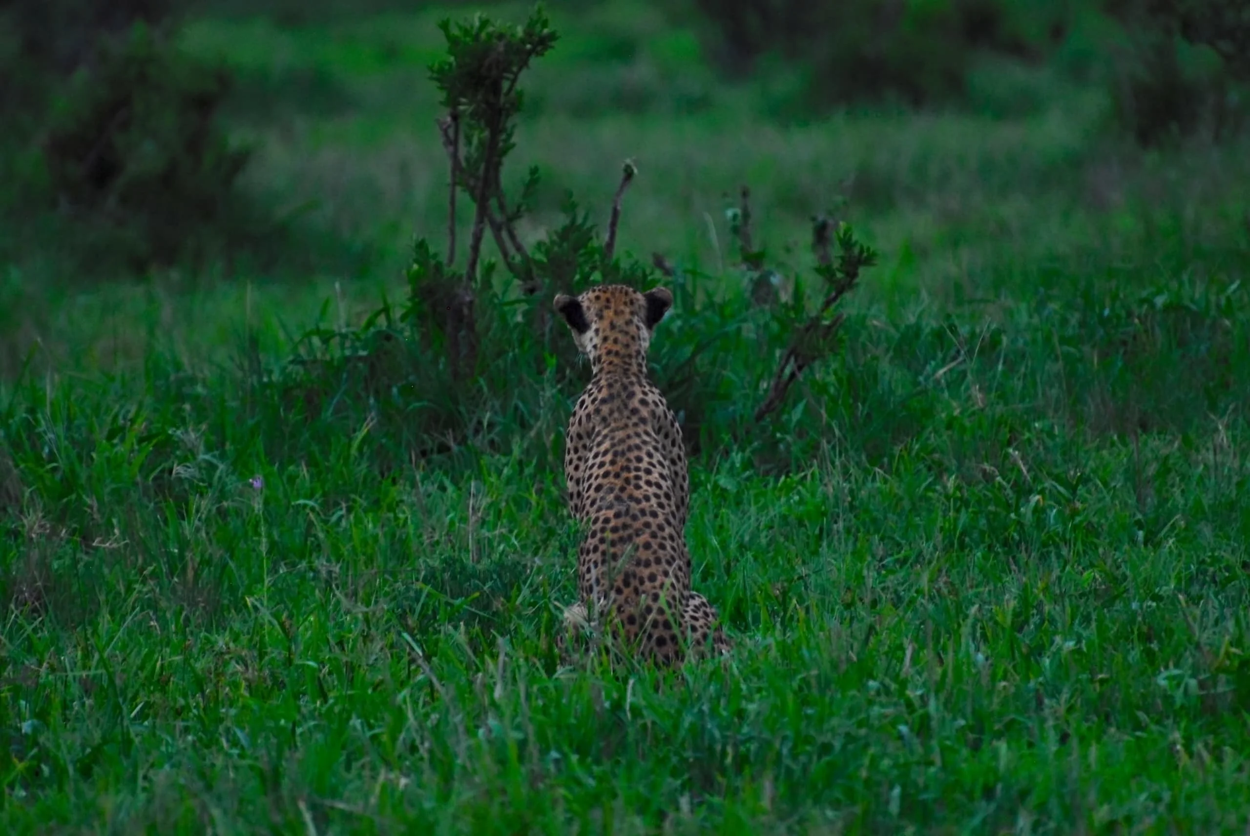 7-Day Private Tanzania Camping Safari: Tarangire, Serengeti & Ngorongoro
