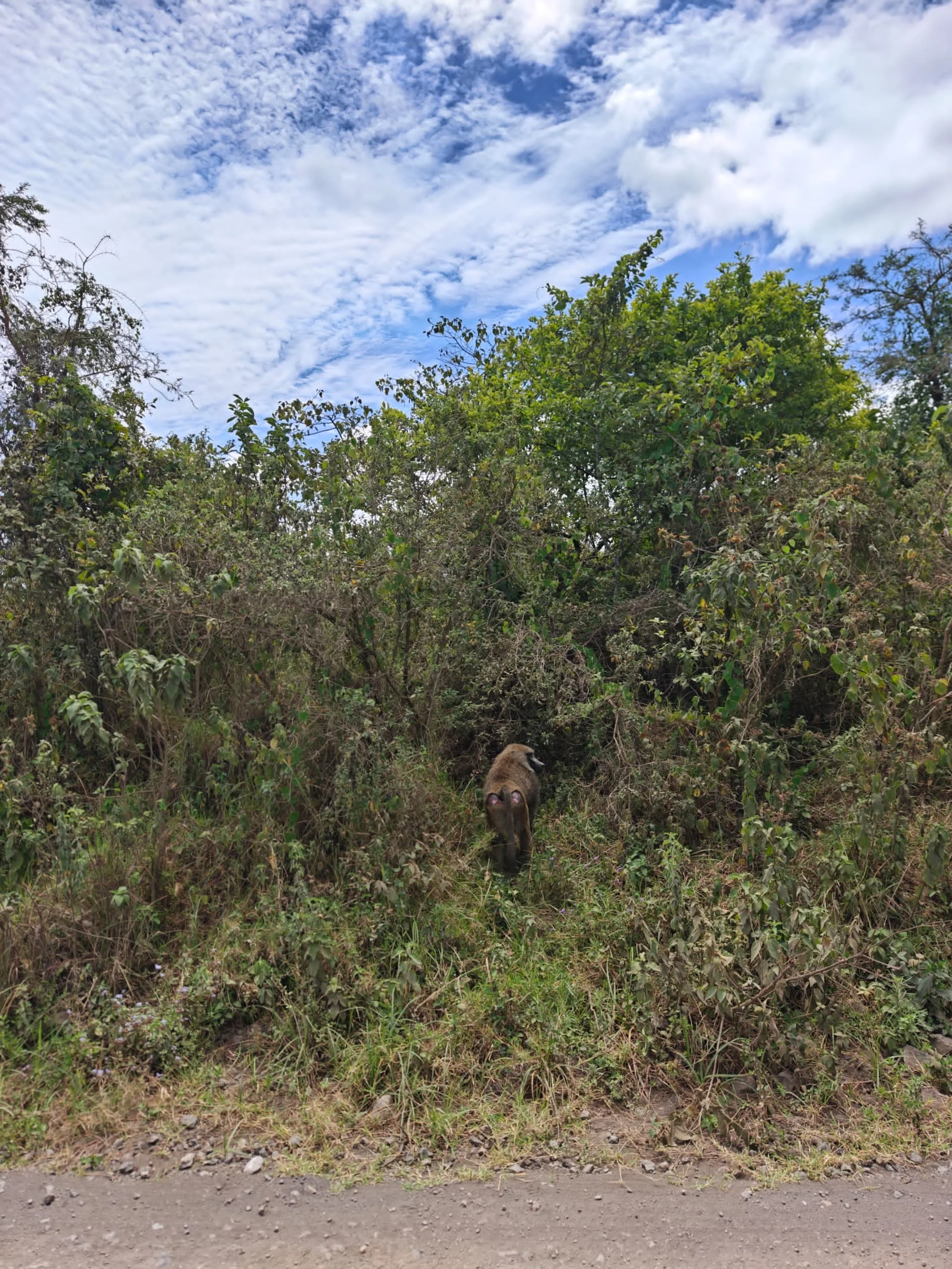 Solitary baboon standing near lush bushes along a park trail in Arusha National Park, Tanzania.