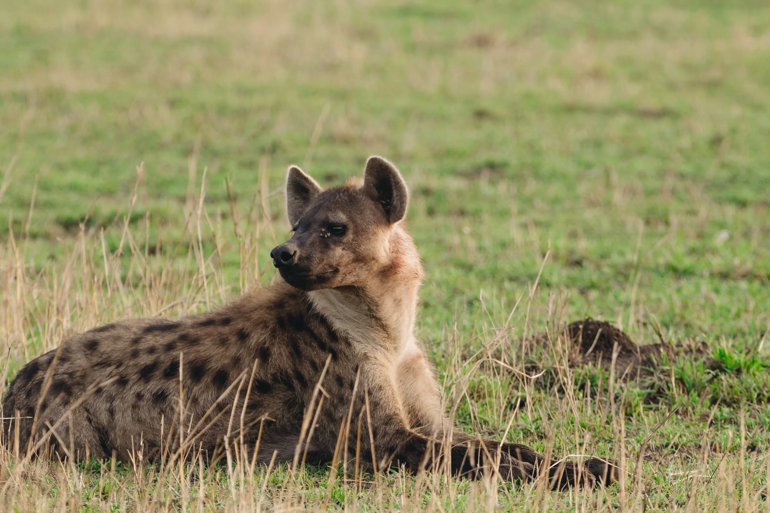 3-Day Private Serengeti Fly-In & Fly-Out Safari from Zanzibar