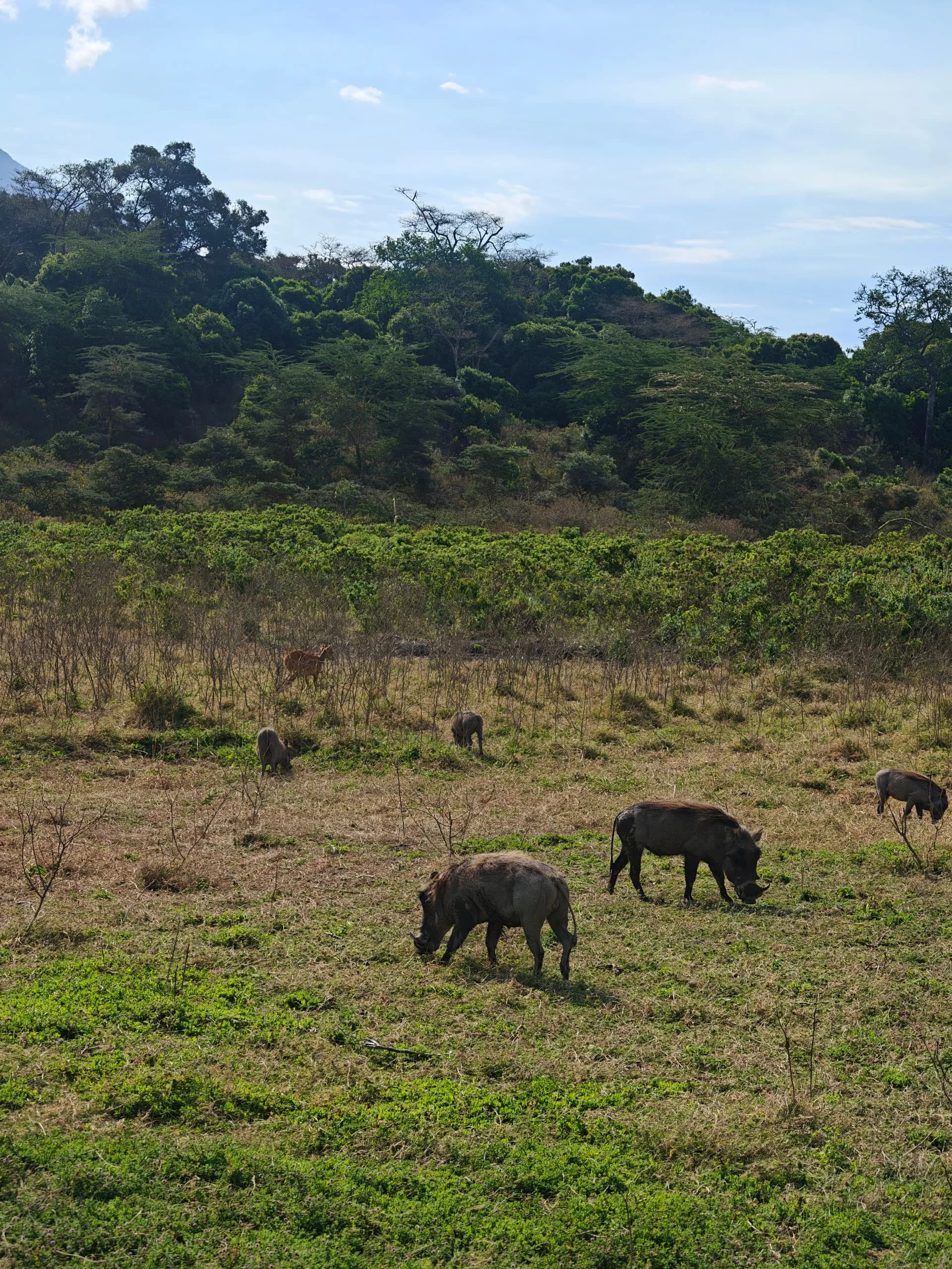 Warthogs grazing on green open grassland with wooded hills in Arusha National Park, Tanzania.
