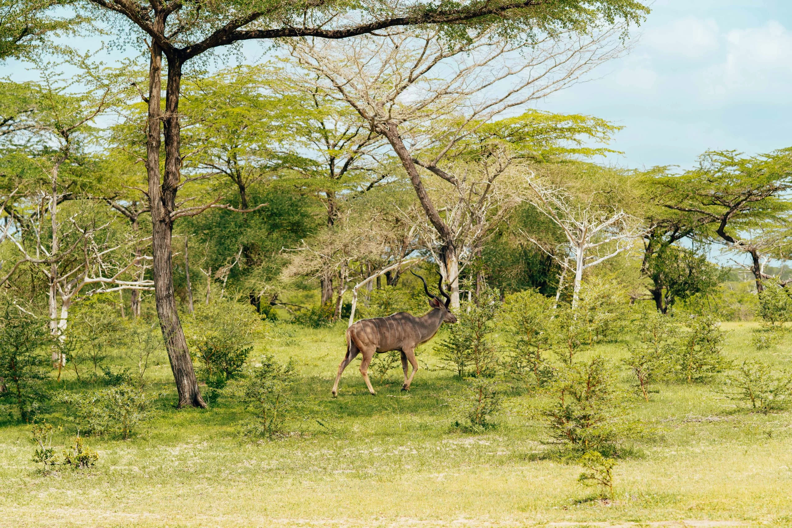 5-Day Private Tanzania Camping Safari: Tarangire, Serengeti & Ngorongoro