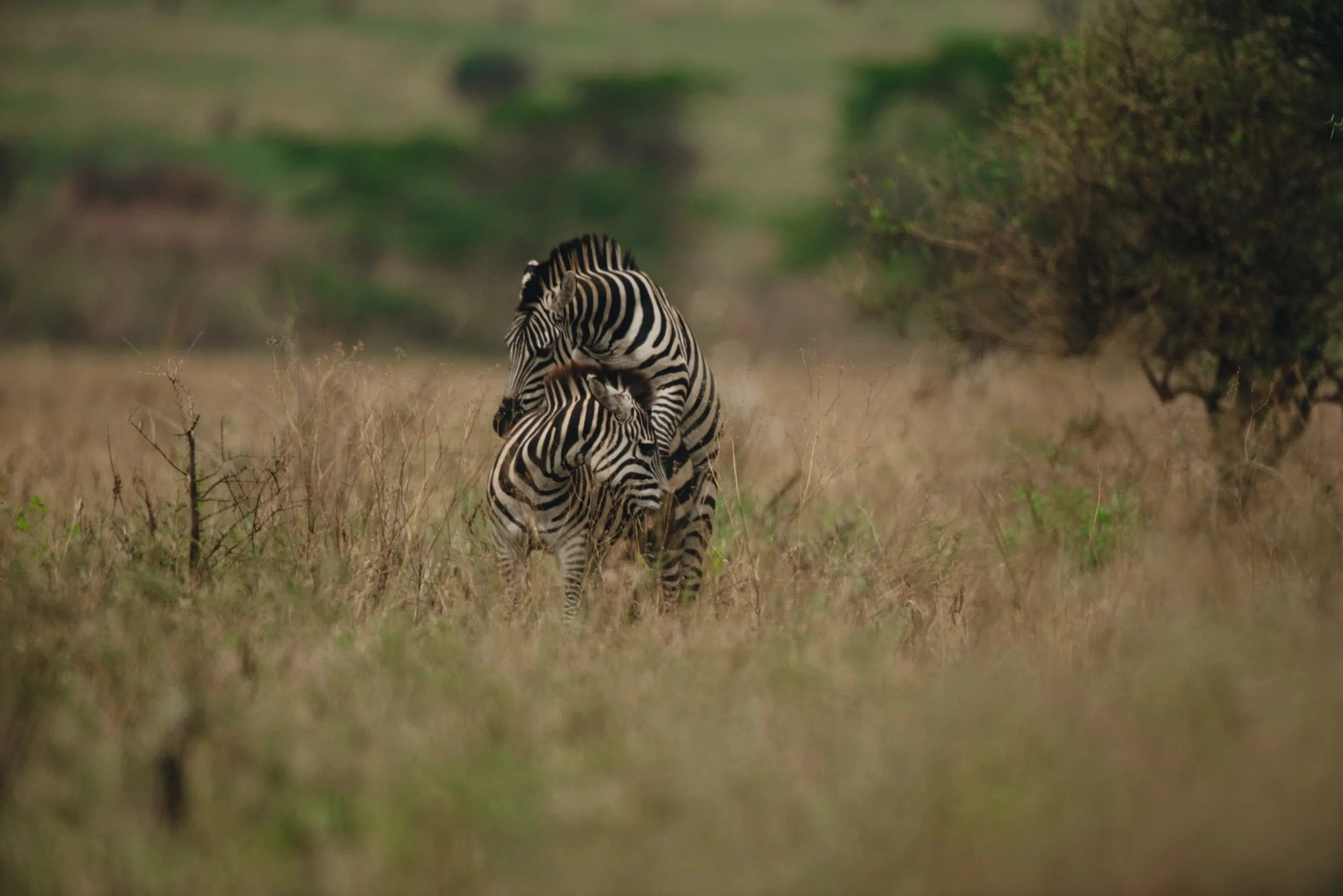 4-Day Private Camping Safari in Serengeti & Ngorongoro