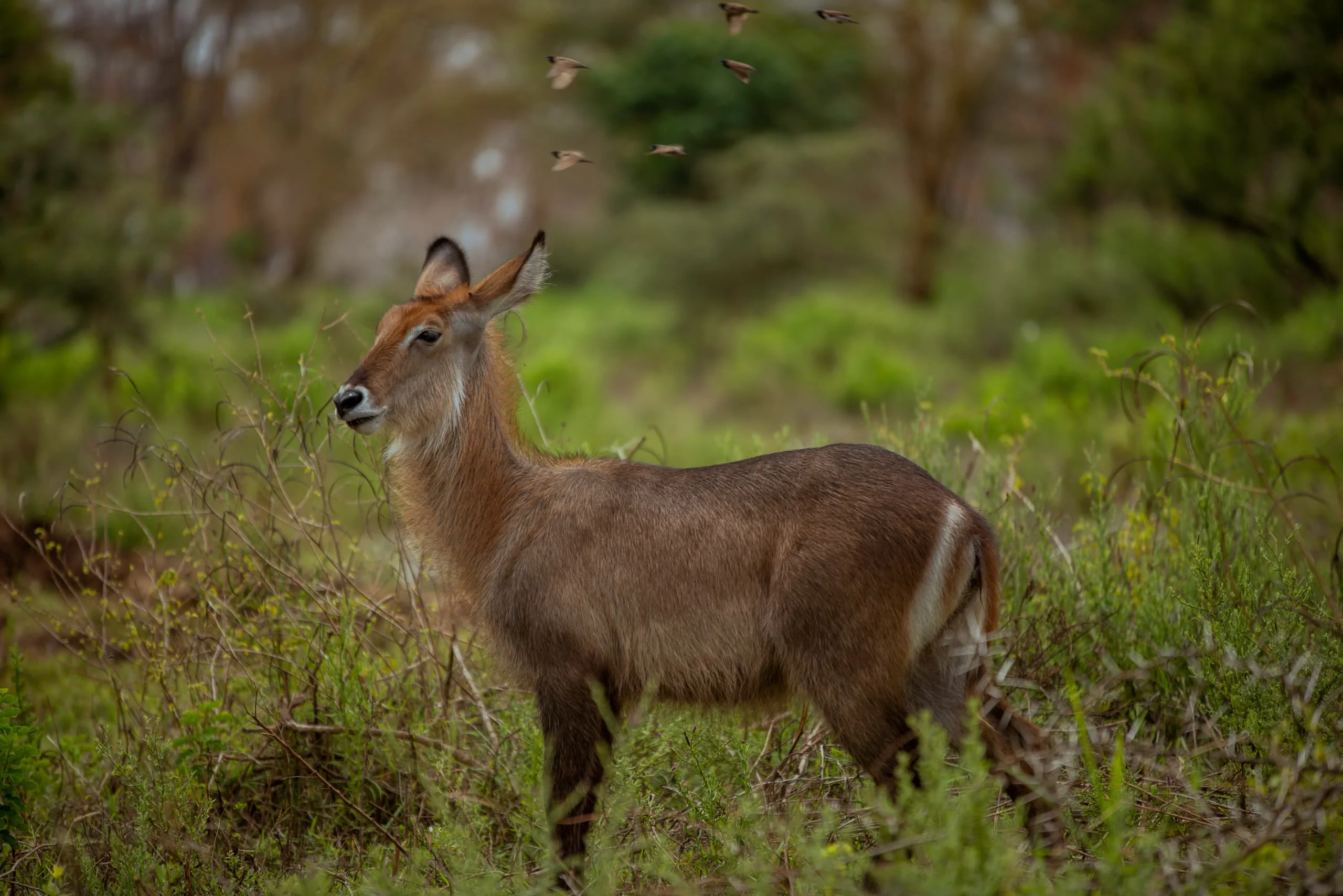 3-Day Private Serengeti Fly-In & Fly-Out Safari from Zanzibar