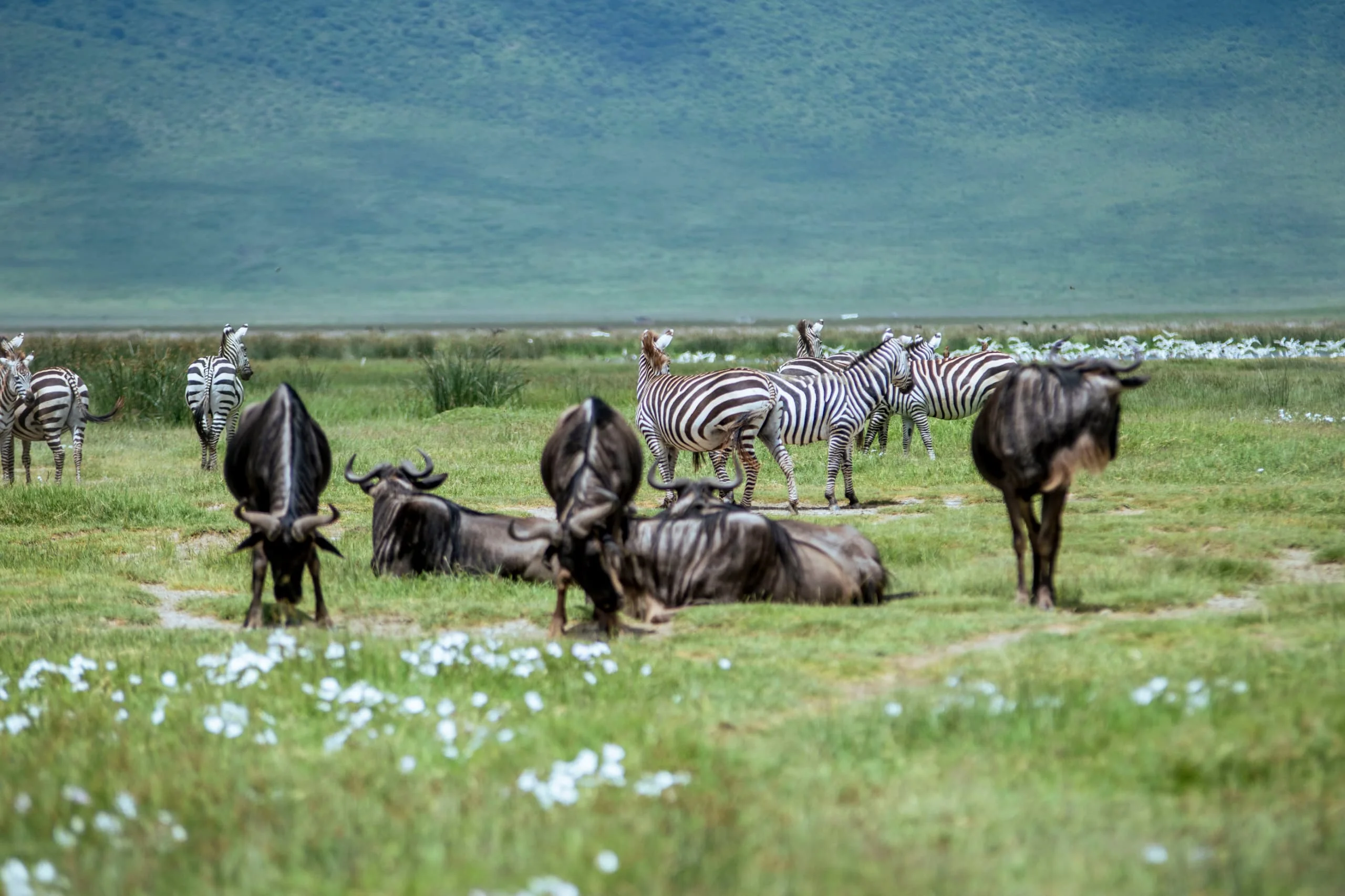 4-Day Private Camping Safari in Serengeti & Ngorongoro