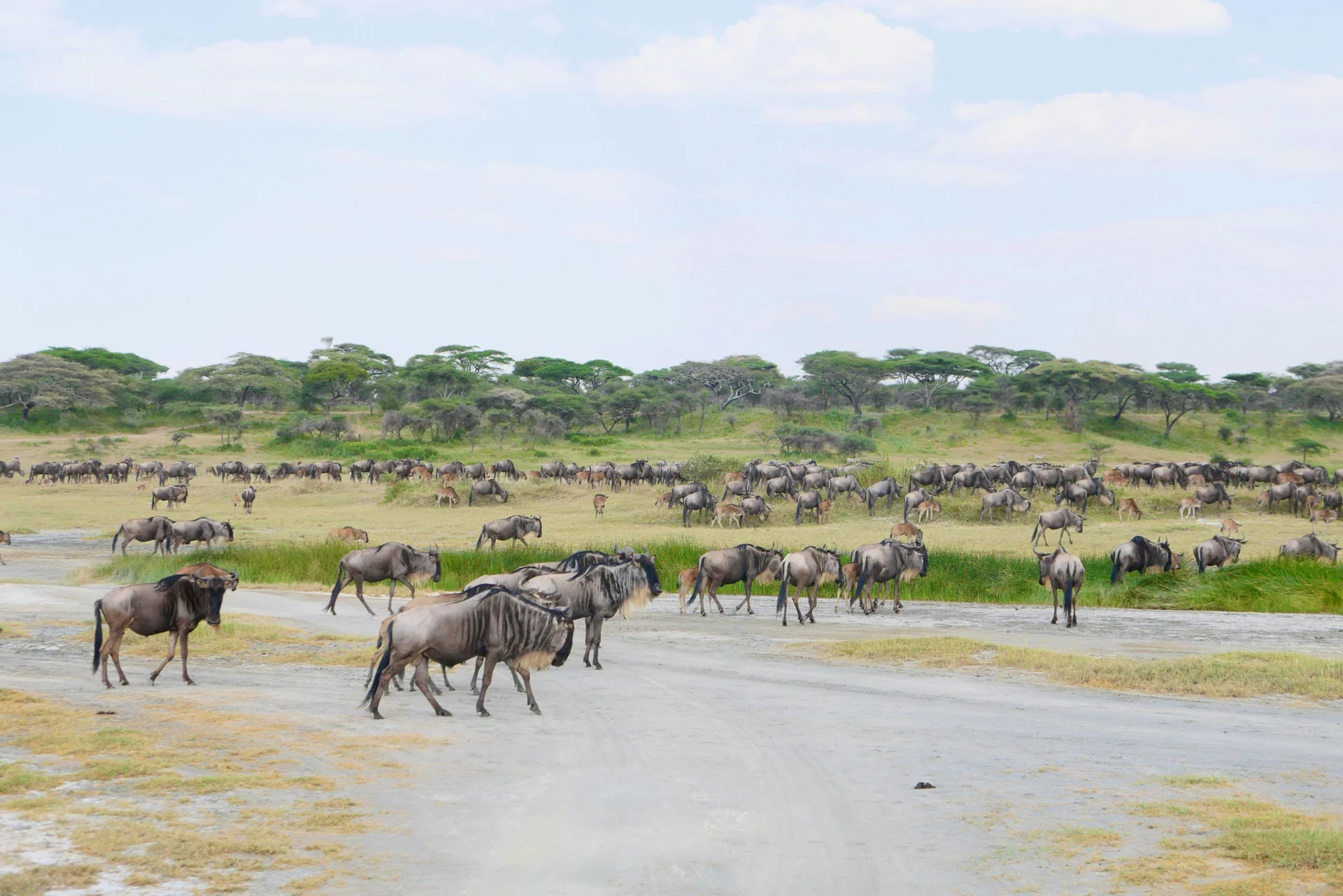 5-Day Private Ndutu Calving Season Safari