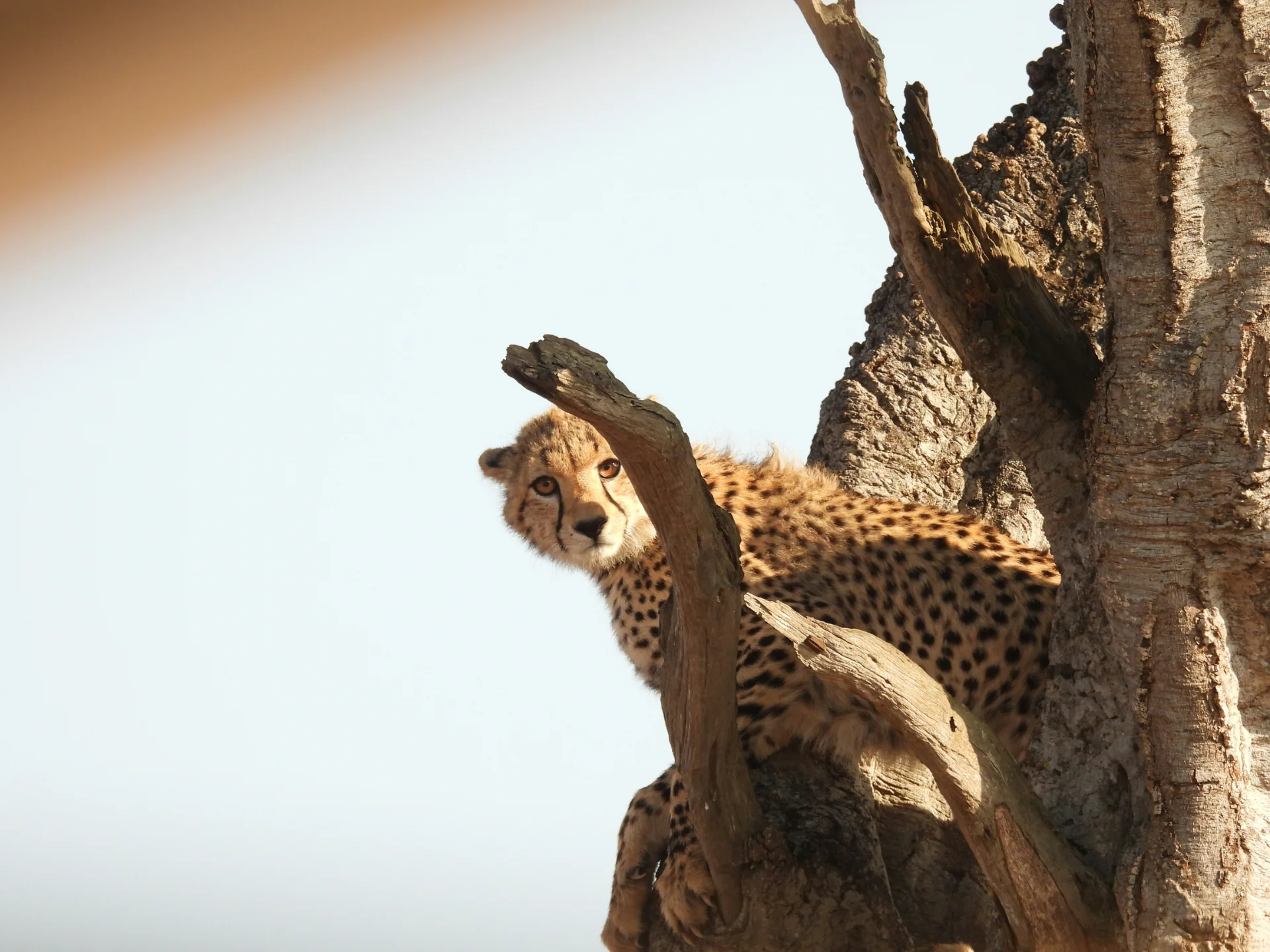 5-Day Private Ndutu Calving Season Safari – photo 10