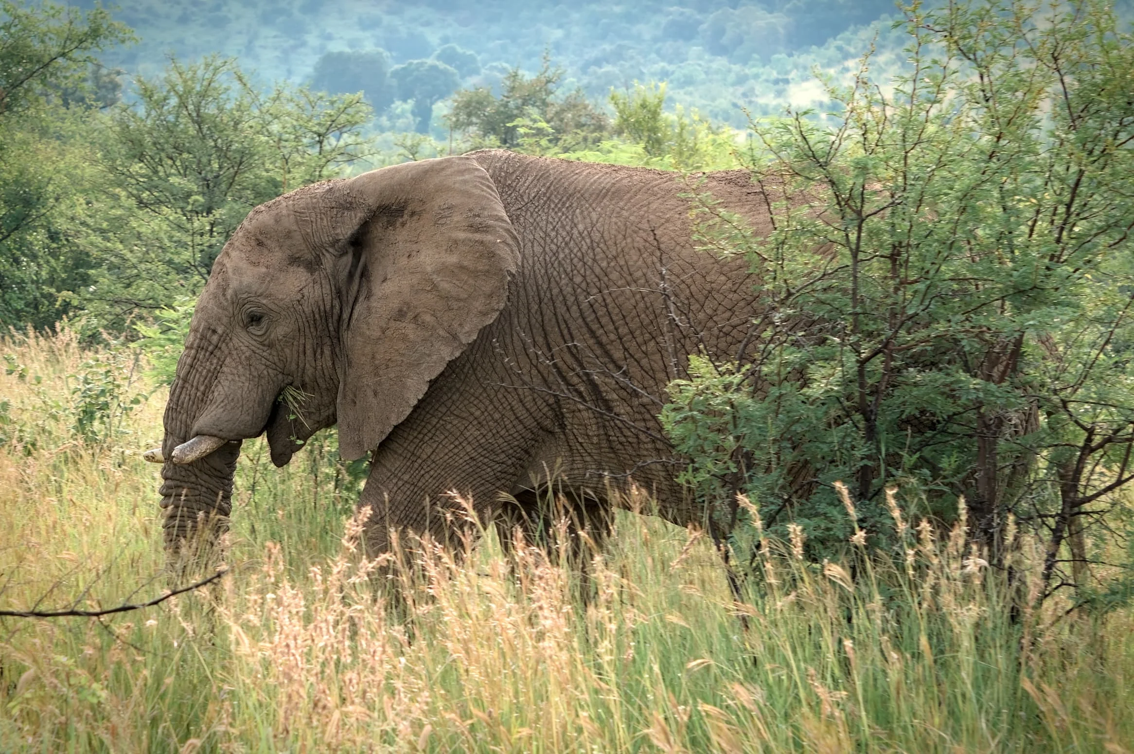 3-Day Private Serengeti Fly-In & Fly-Out Safari from Zanzibar