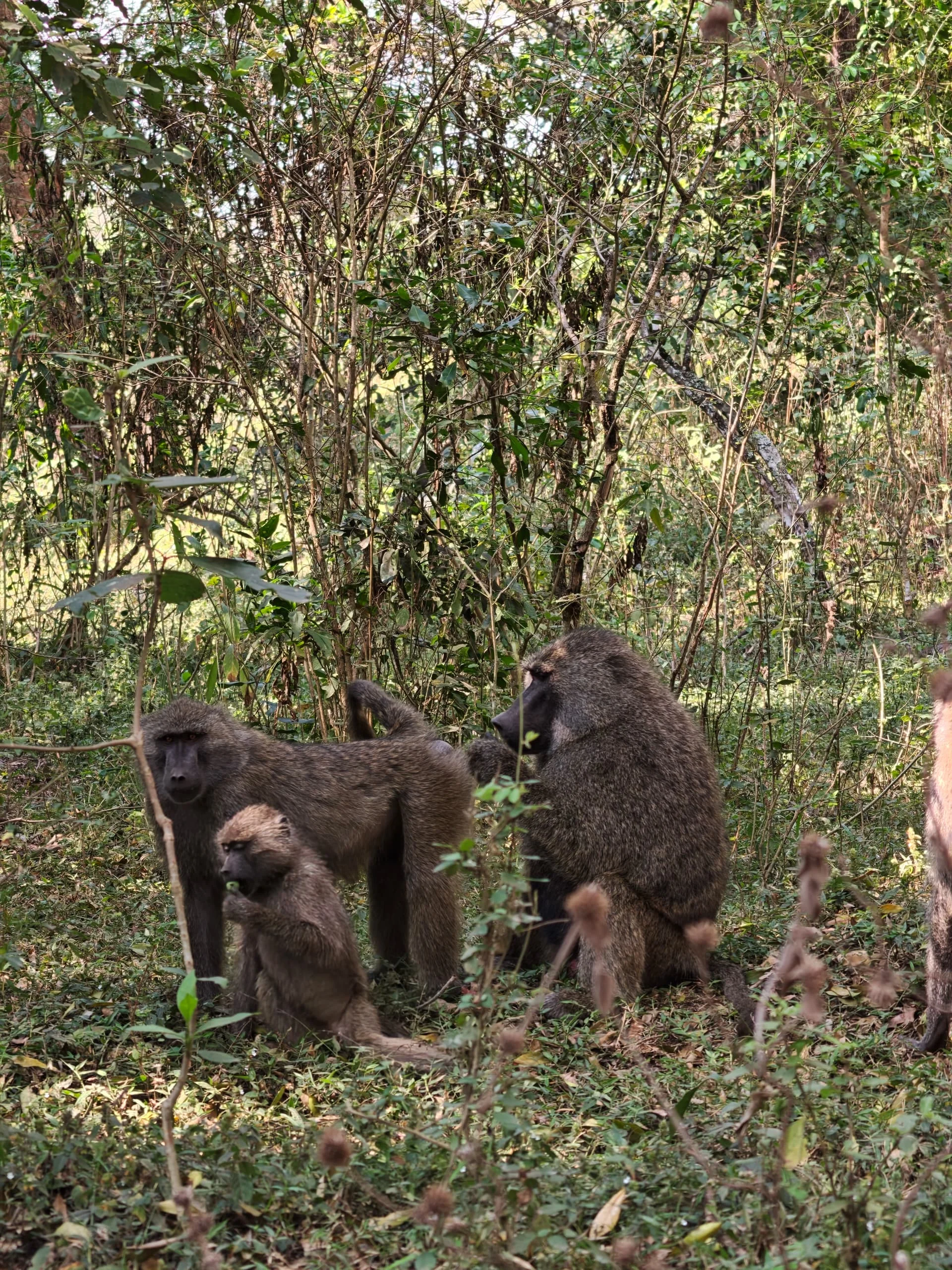 Group of olive baboons resting together in the lush green forest of Arusha National Park, Tanzania.