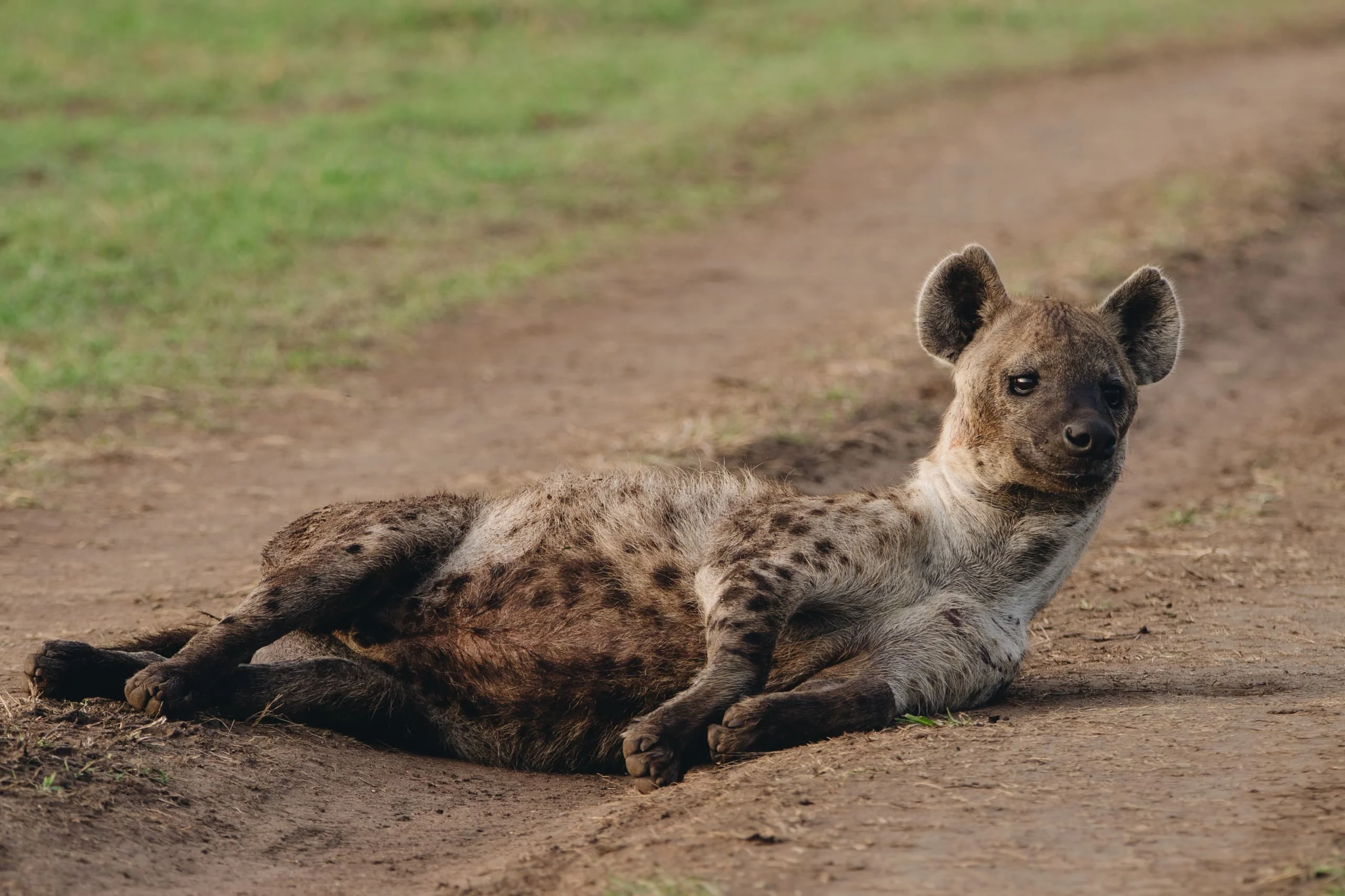 3-Day Private Serengeti Fly-In & Fly-Out Safari from Zanzibar
