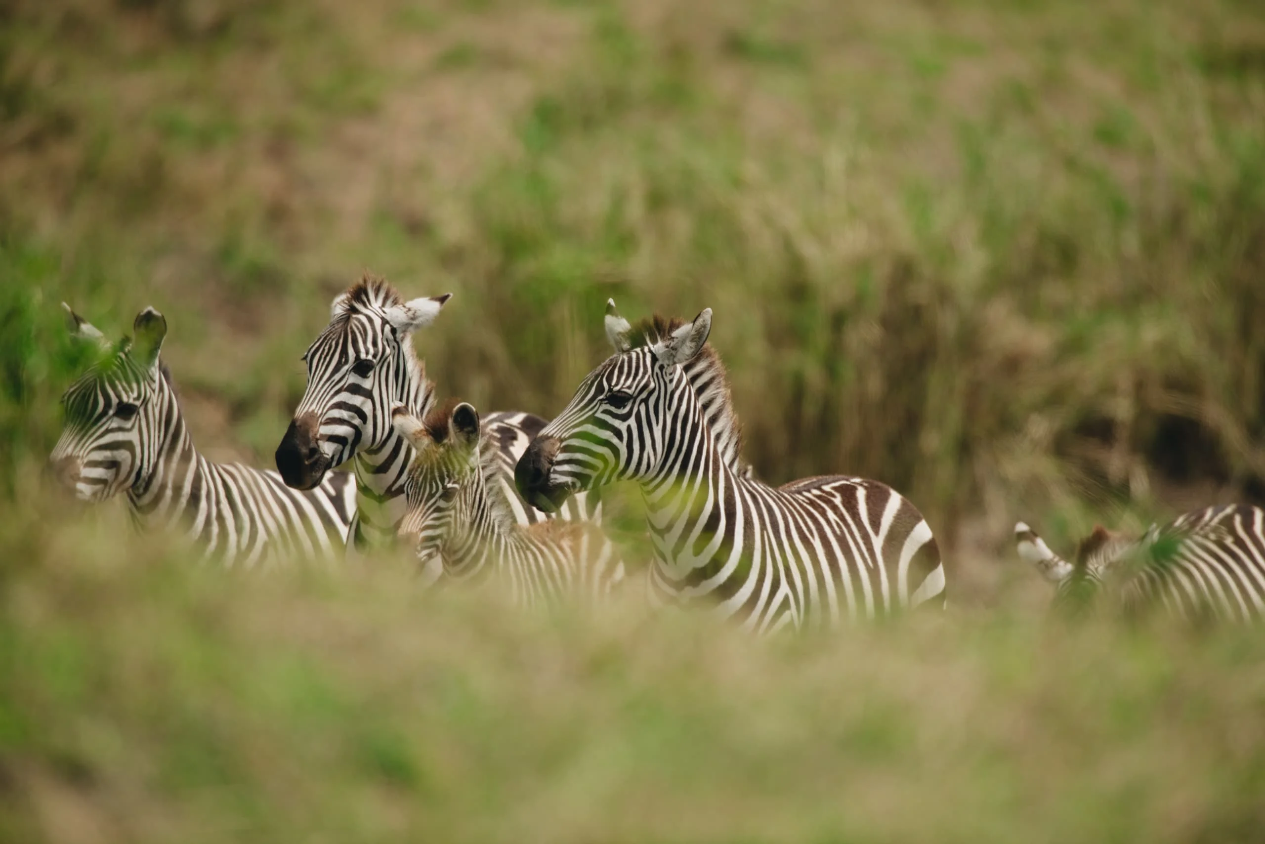 6-Day Private Tanzania Camping Safari: Tarangire, Serengeti & Ngorongoro