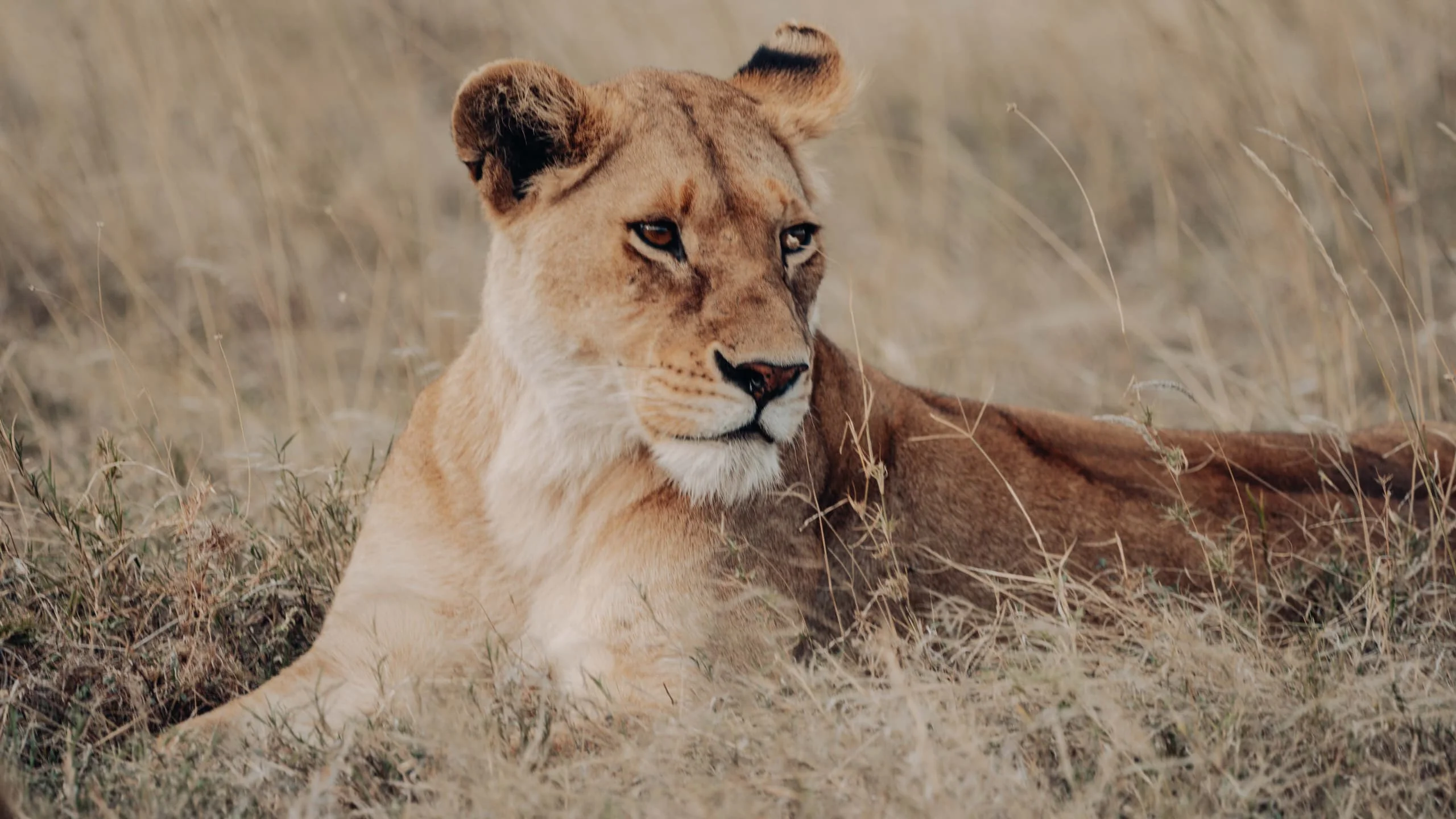 3-Day Private Serengeti Fly-In & Fly-Out Safari from Zanzibar