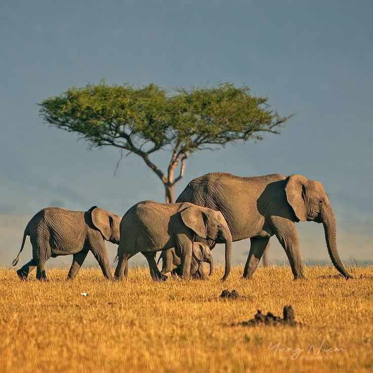 4-Day Ultimate Private Camping Experience in Serengeti & Ngorongoro