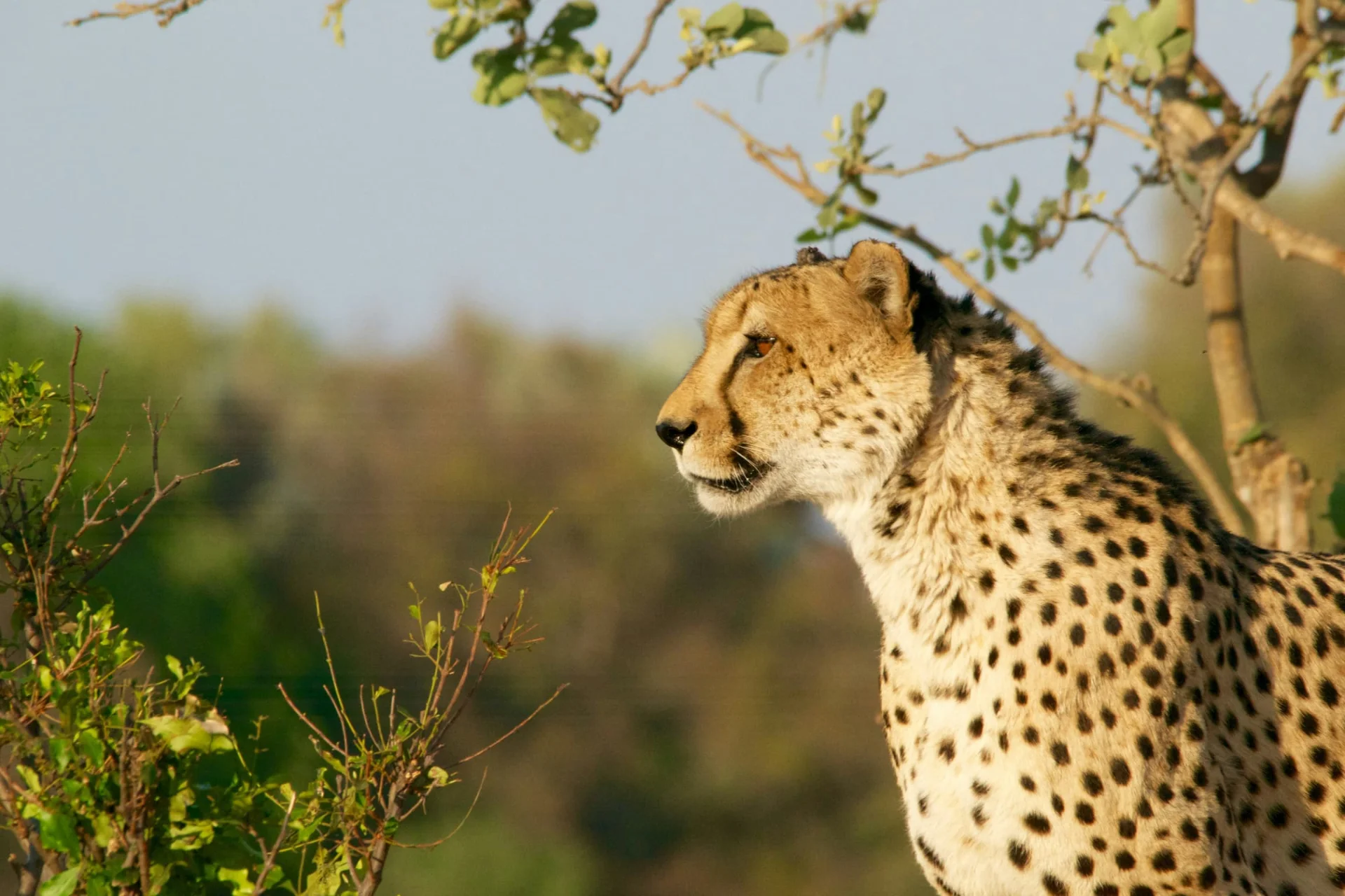 5-Day Private Ndutu Calving Season Safari – photo 5