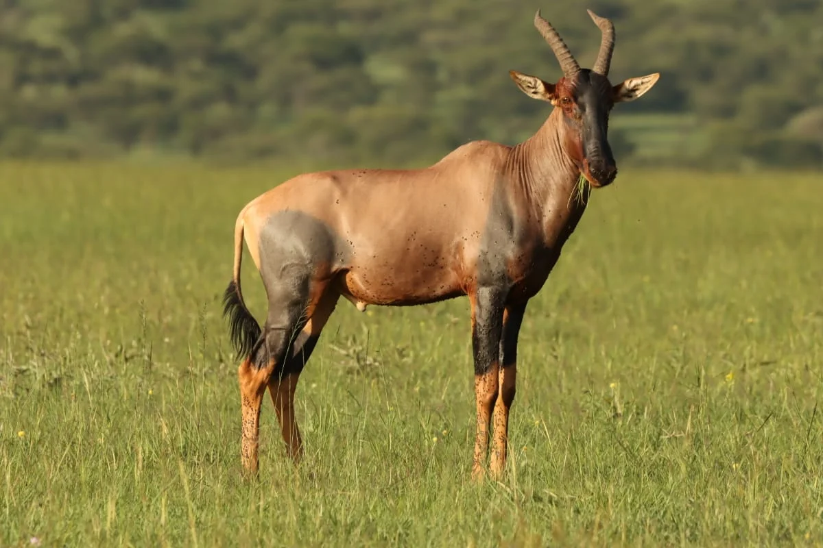 6-Day Private Tanzania Mid-Range Safari: Tarangire, Manyara, Serengeti & Ngorongoro